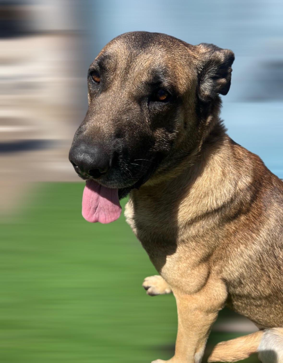 Enlarge Big Boy Alfi, a.k.a Great Boy sweetie, a Adoptable mixed breed in Houston, TX image 4/6