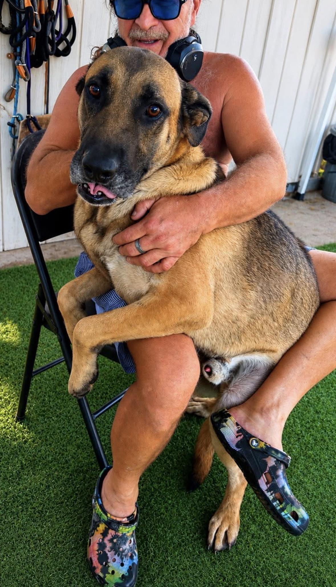 Enlarge Big Boy Alfi, a.k.a Great Boy sweetie, a Adoptable mixed breed in Houston, TX image 5/6