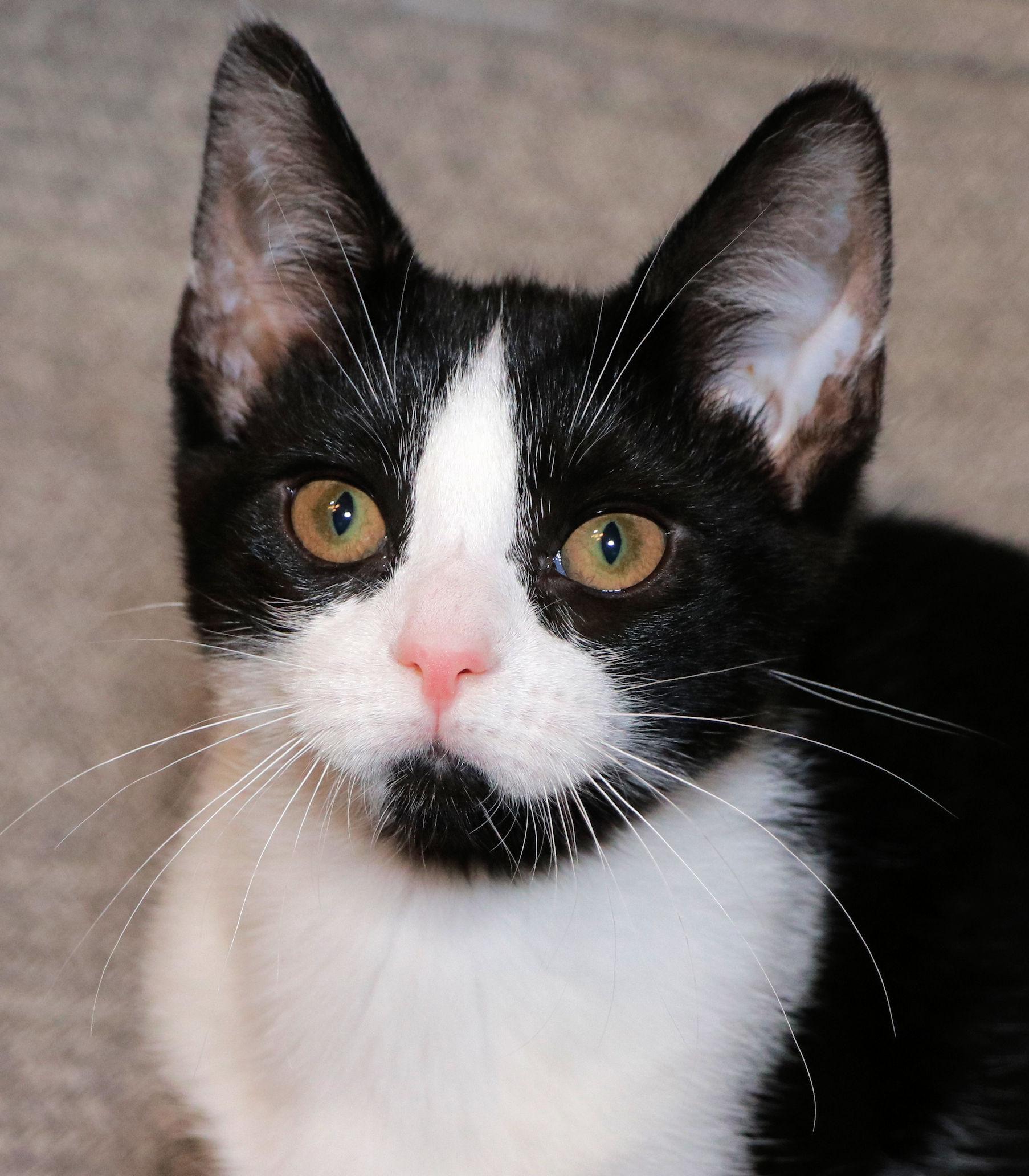 Lorna Doone, adopted, Kitten Female Domestic Short Hair.