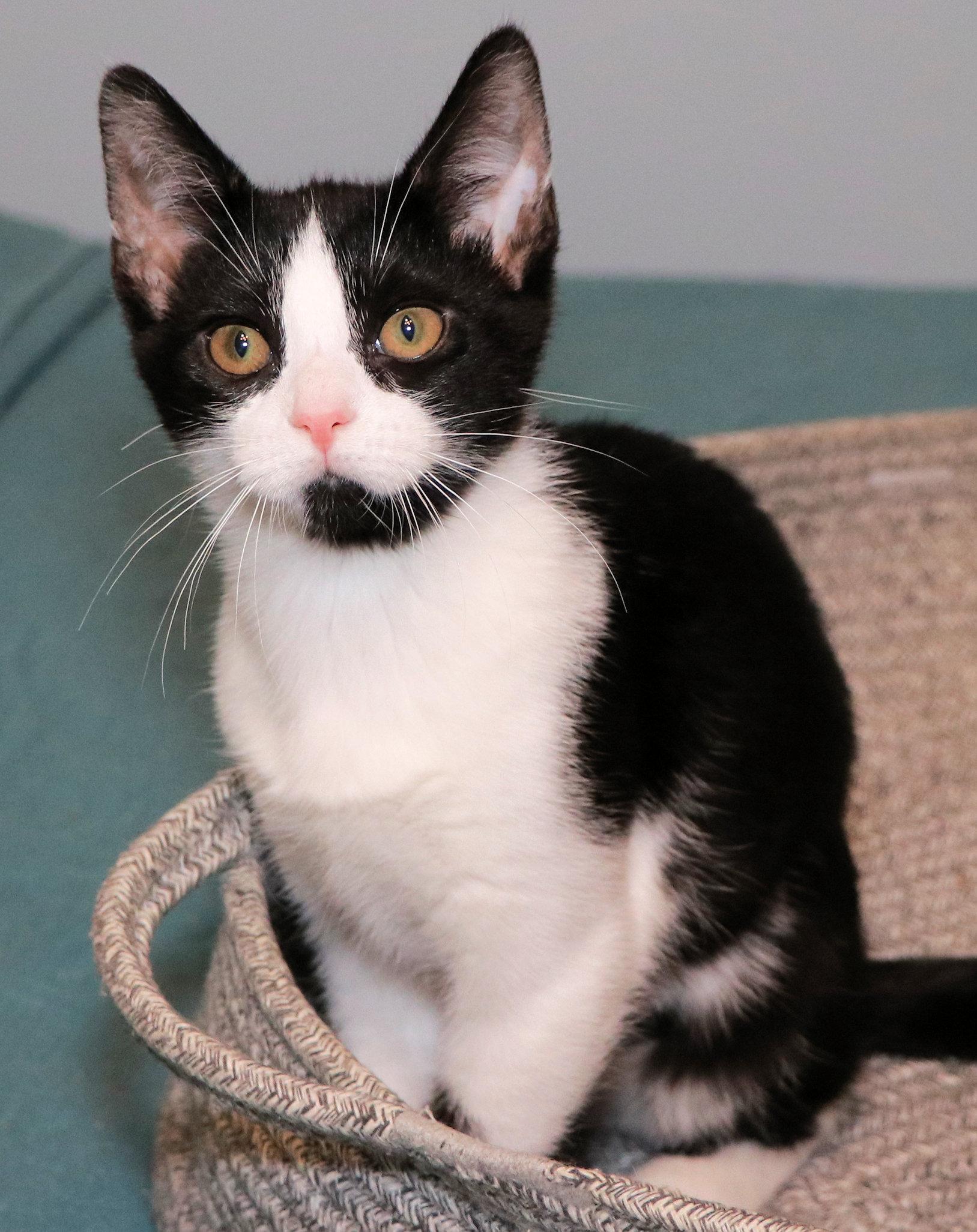 Enlarge Lorna Doone, an adopted Domestic Short Hair in Cincinnati, OH image 3/3