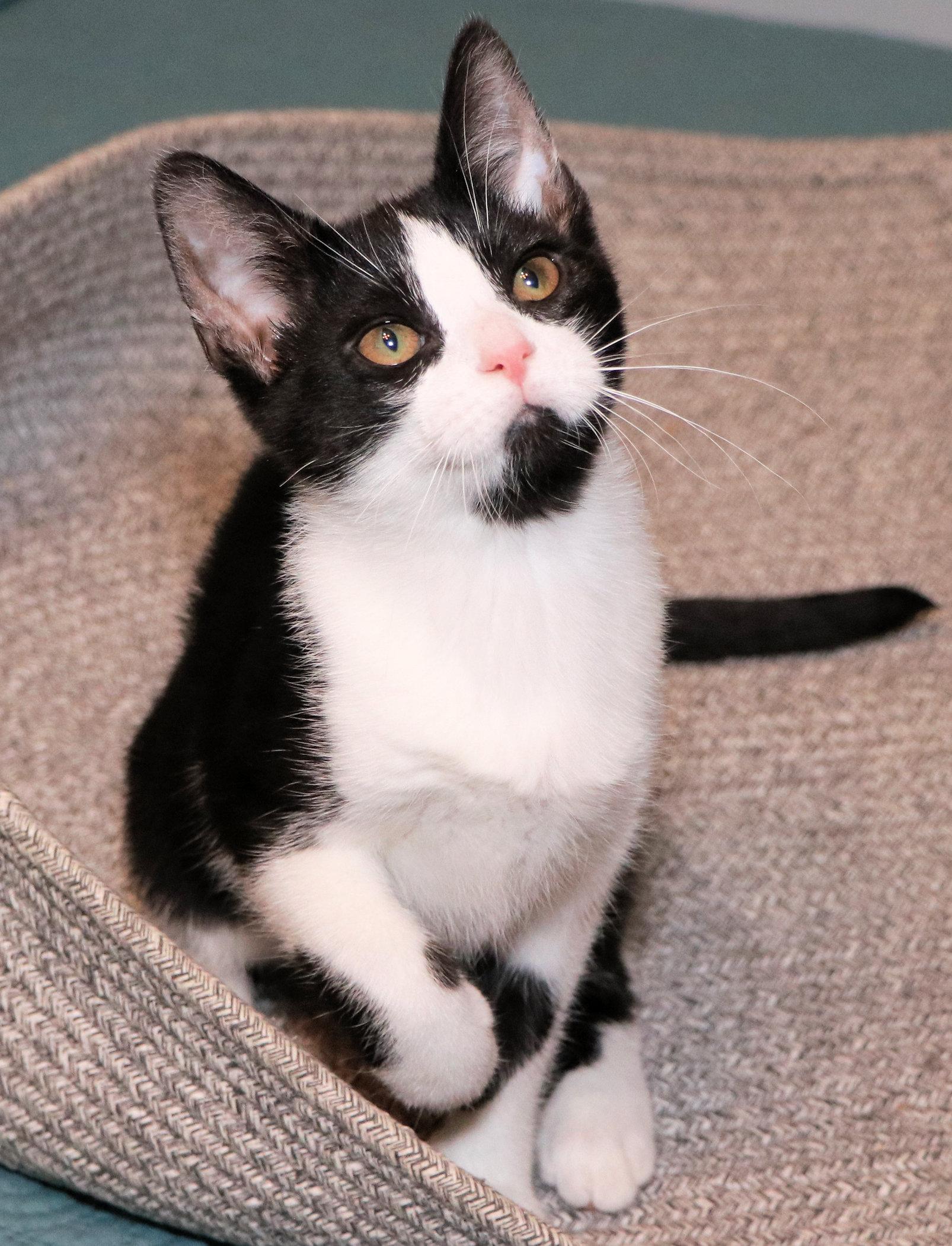 Enlarge Lorna Doone, an adopted Domestic Short Hair in Cincinnati, OH image 2/3
