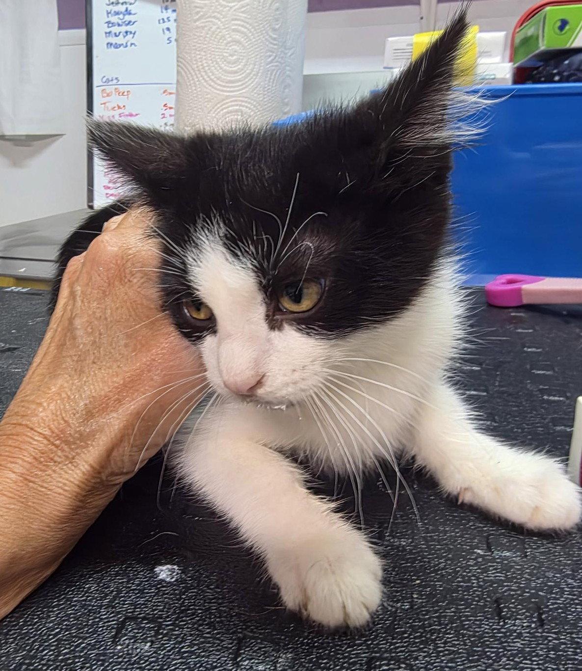 Enlarge Dexter, a Adoptable Domestic Short Hair in Knoxville, IA image 1/1