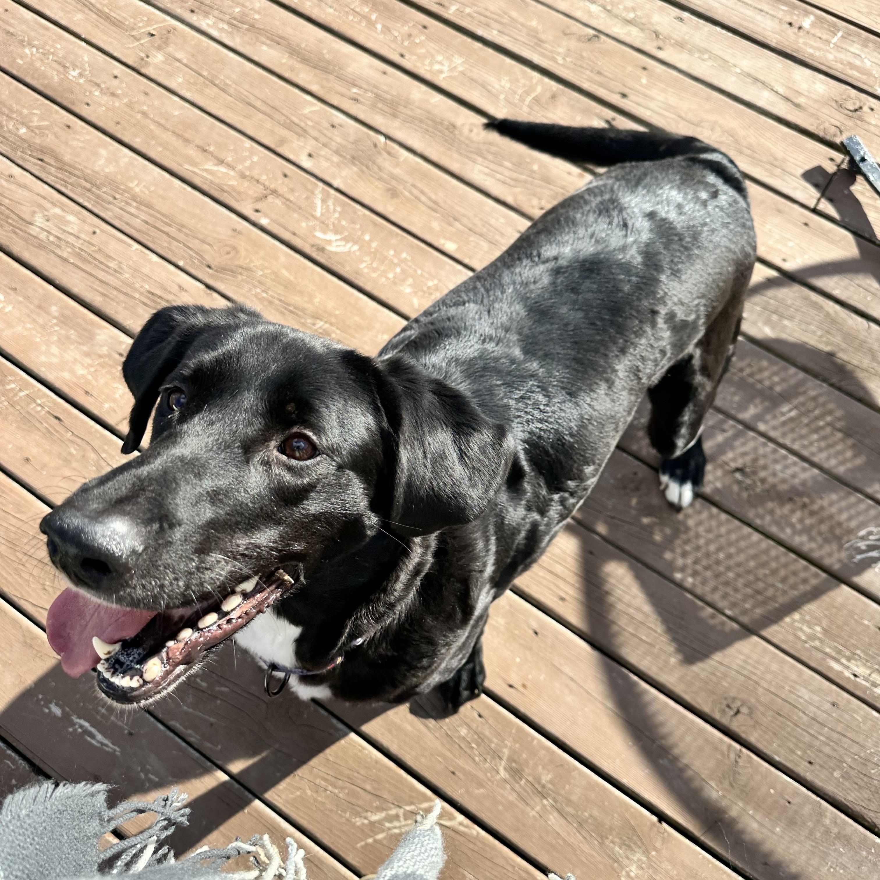 Beau, a Adoptable mixed breed in Peoria, IL image 1/6