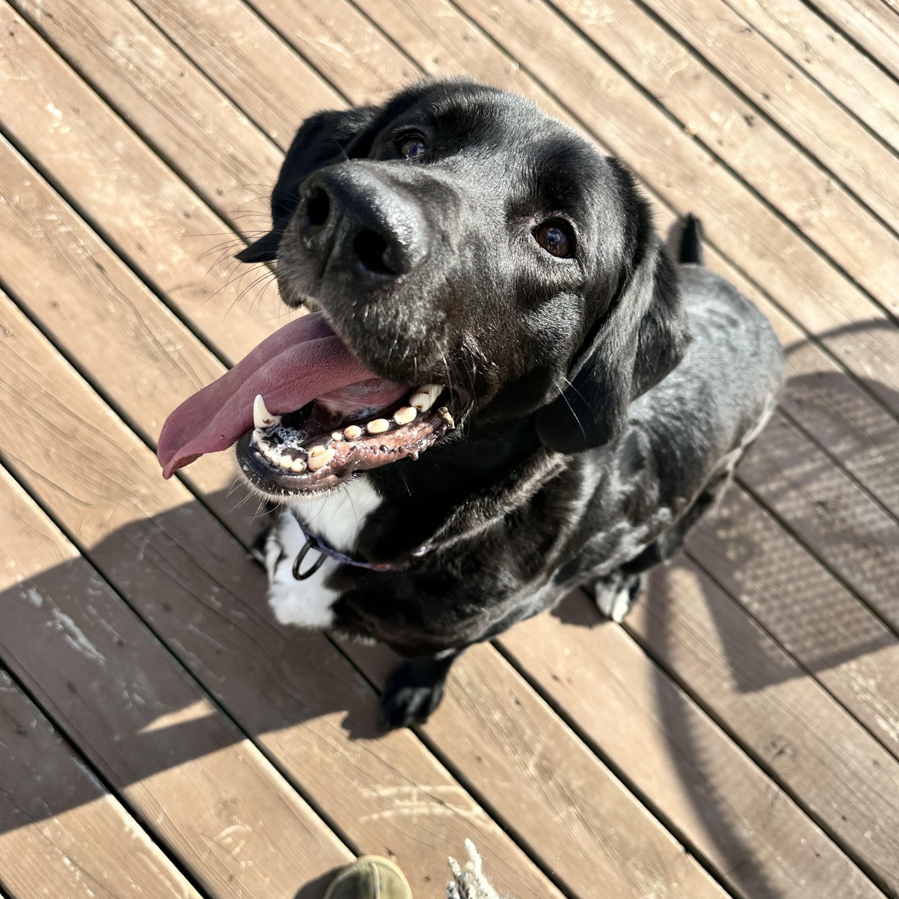 Beau, Adoptable, Adult Male Black Labrador Retriever.
