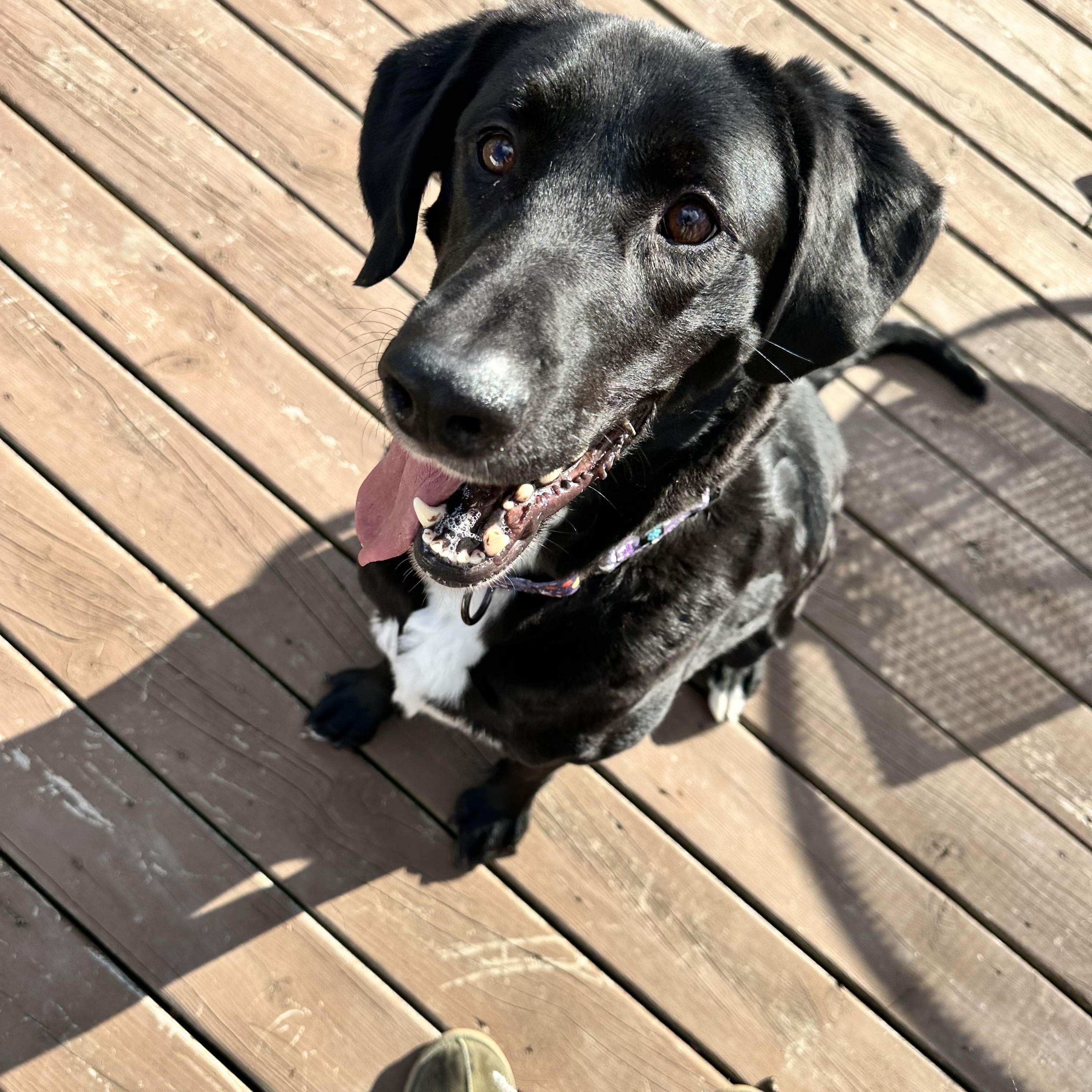 Beau, a Adoptable mixed breed in Peoria, IL image 3/6