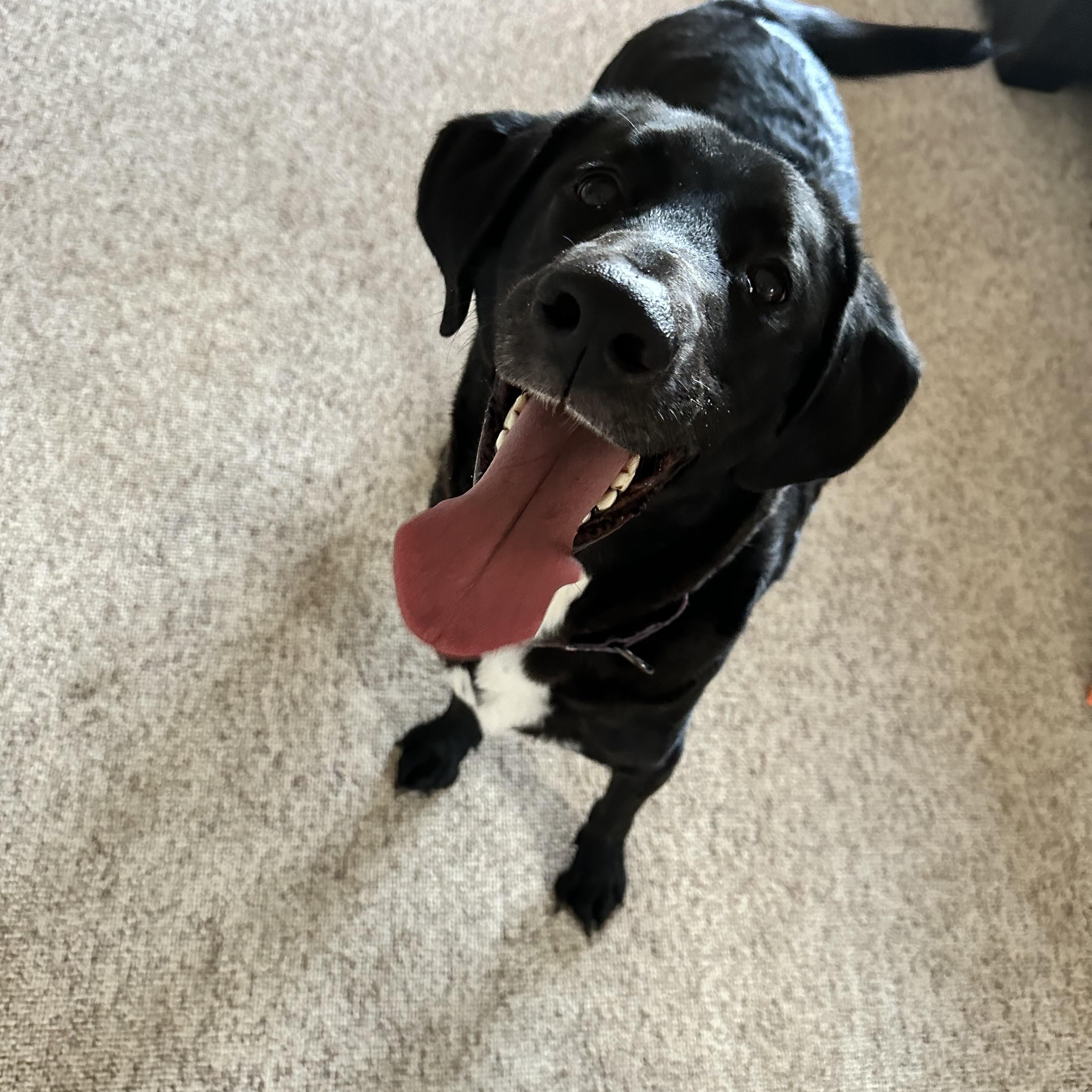 Beau, a Adoptable mixed breed in Peoria, IL image 4/6