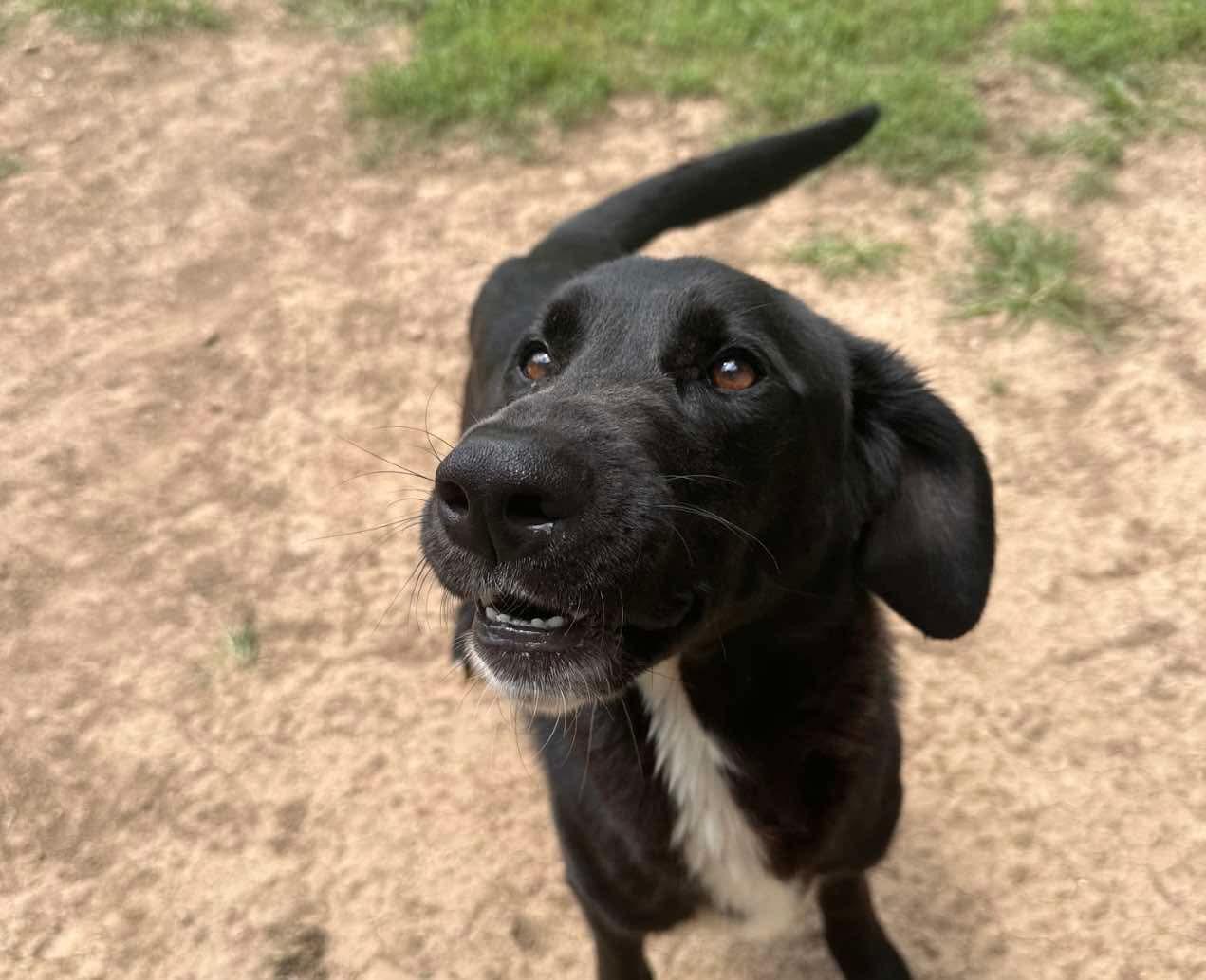 Beau, Adoptable, Adult Male Black Labrador Retriever.