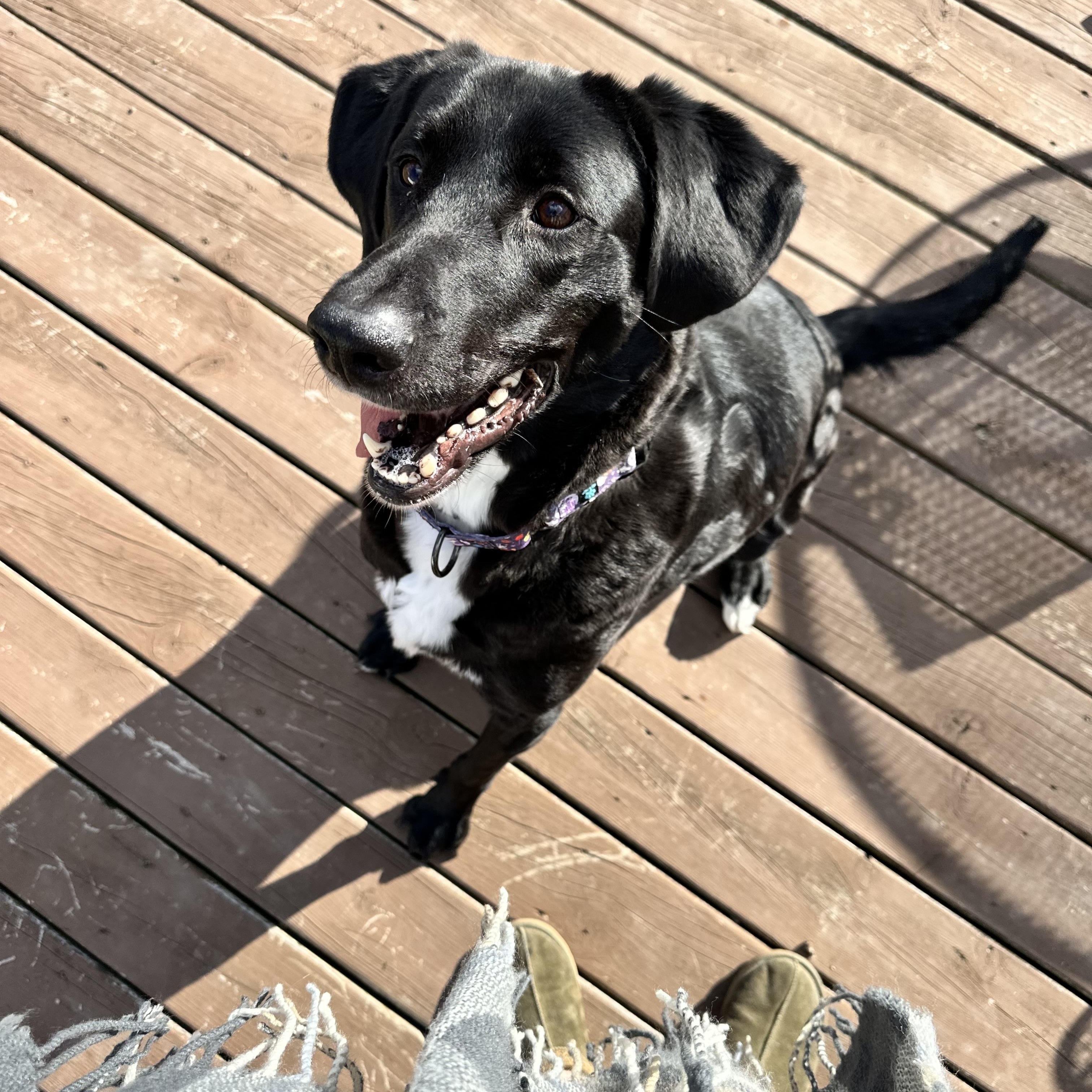 Beau, a Adoptable mixed breed in Peoria, IL image 6/6