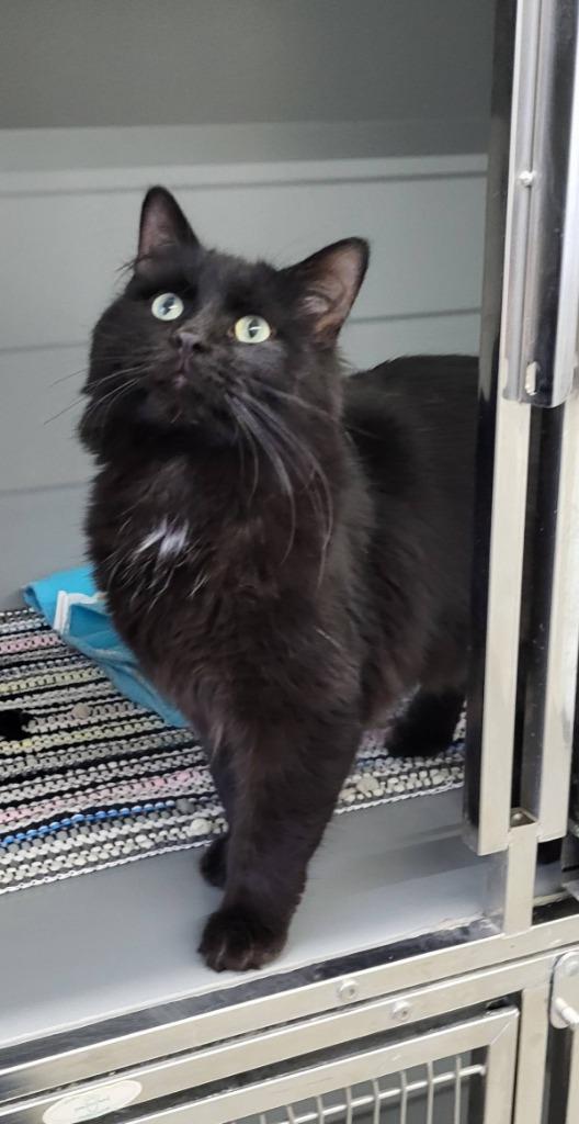 Enlarge Magneto, a Adopted mixed breed in Medford, WI image 1/1