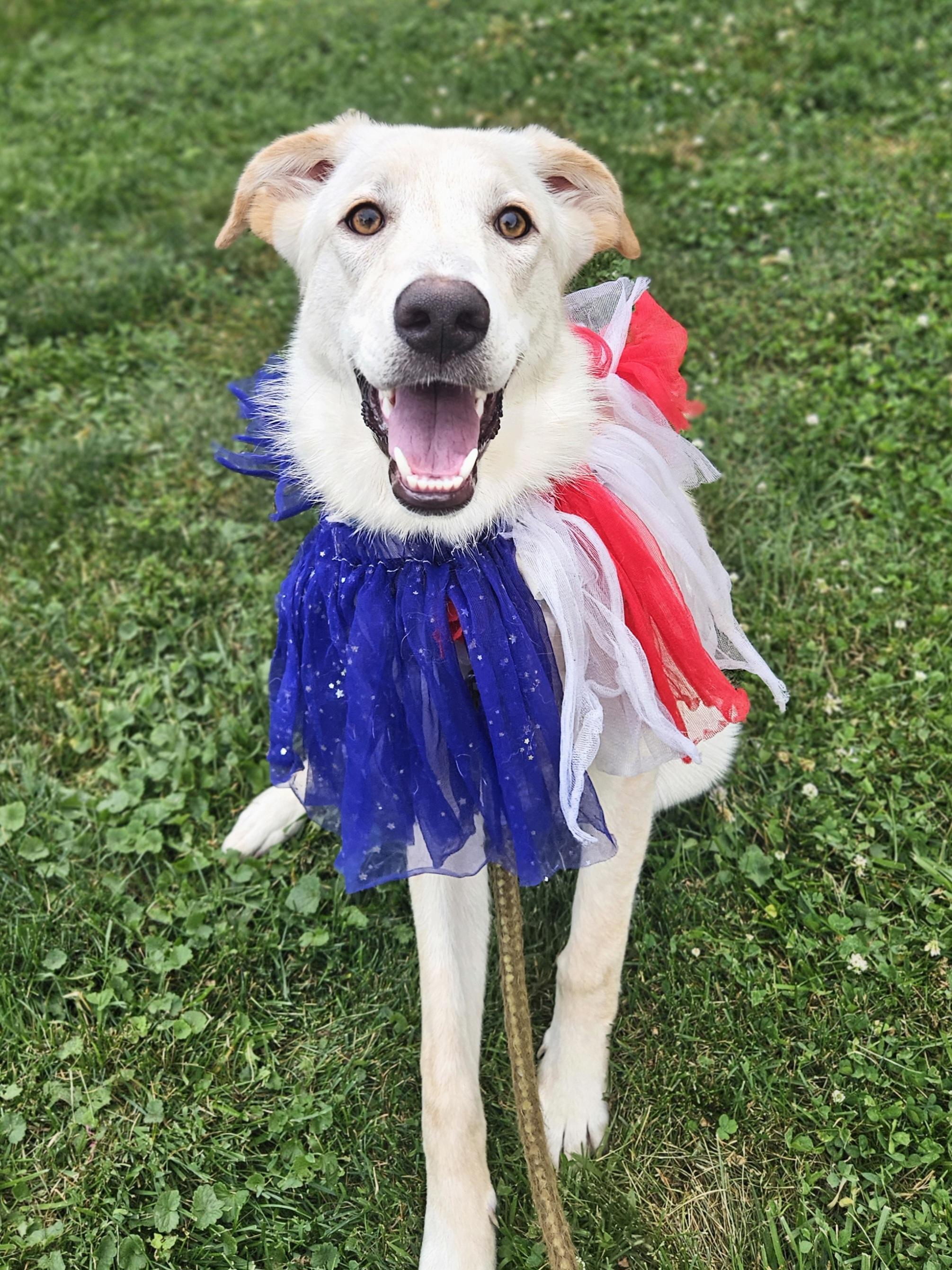 Enlarge EMBER 425, an adopted mixed breed in Milwaukee, WI image 6/6