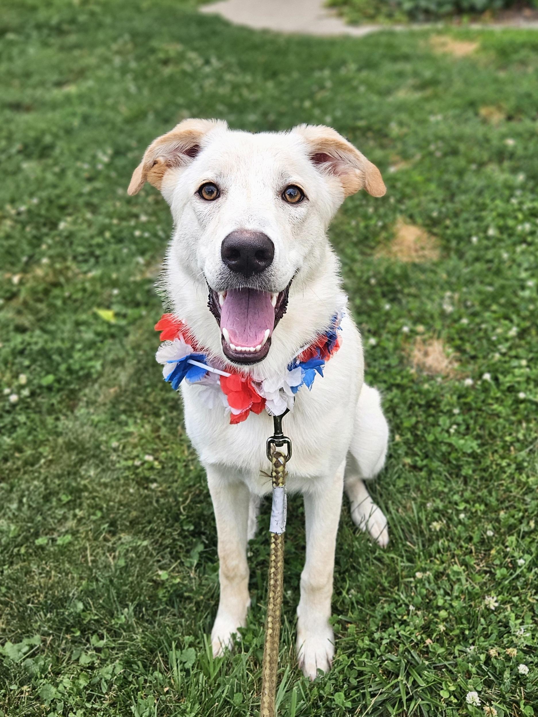 EMBER 425, adopted, Young Female Yellow Labrador Retriever.