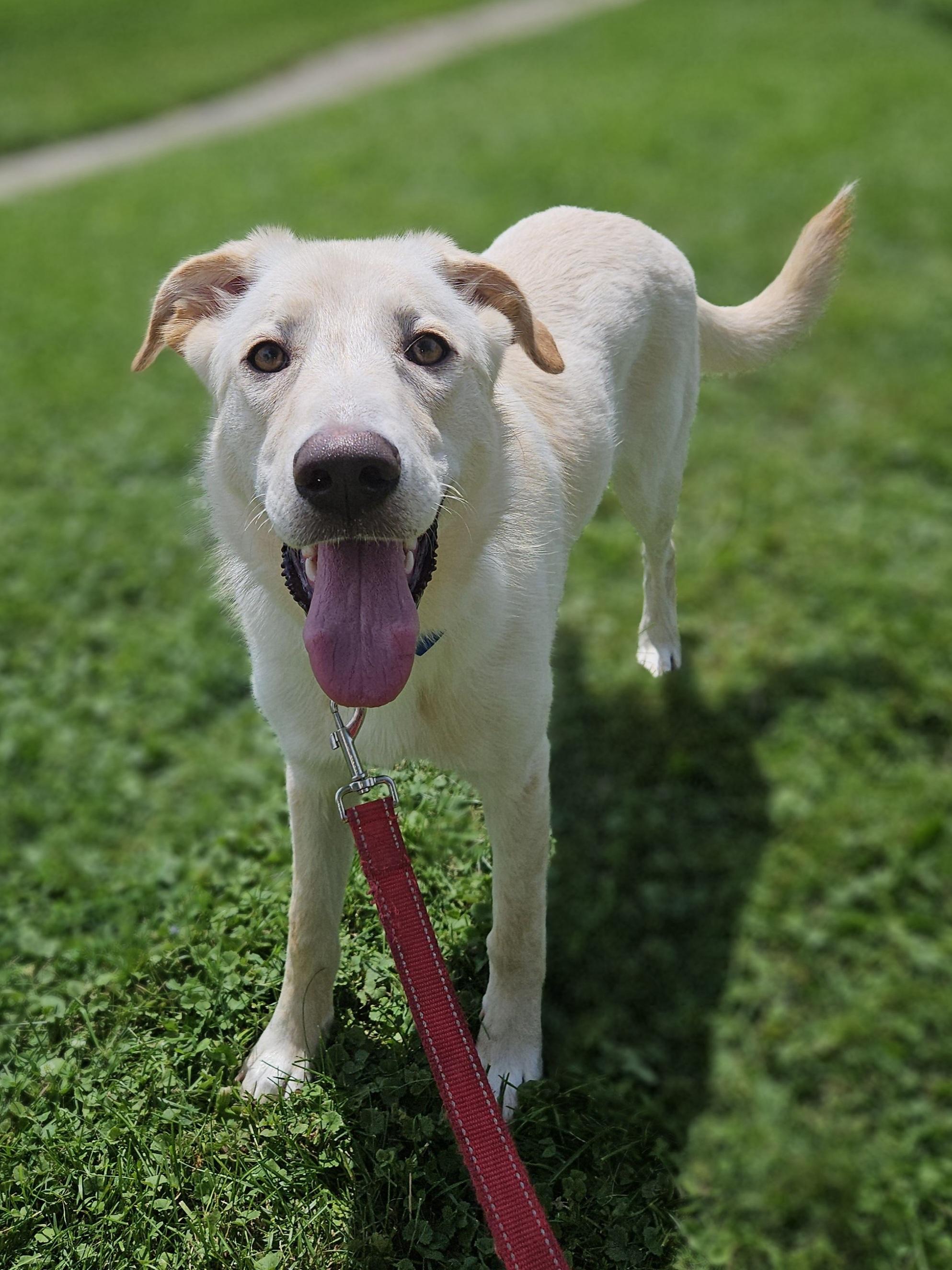 Enlarge EMBER 425, an adopted mixed breed in Milwaukee, WI image 5/6