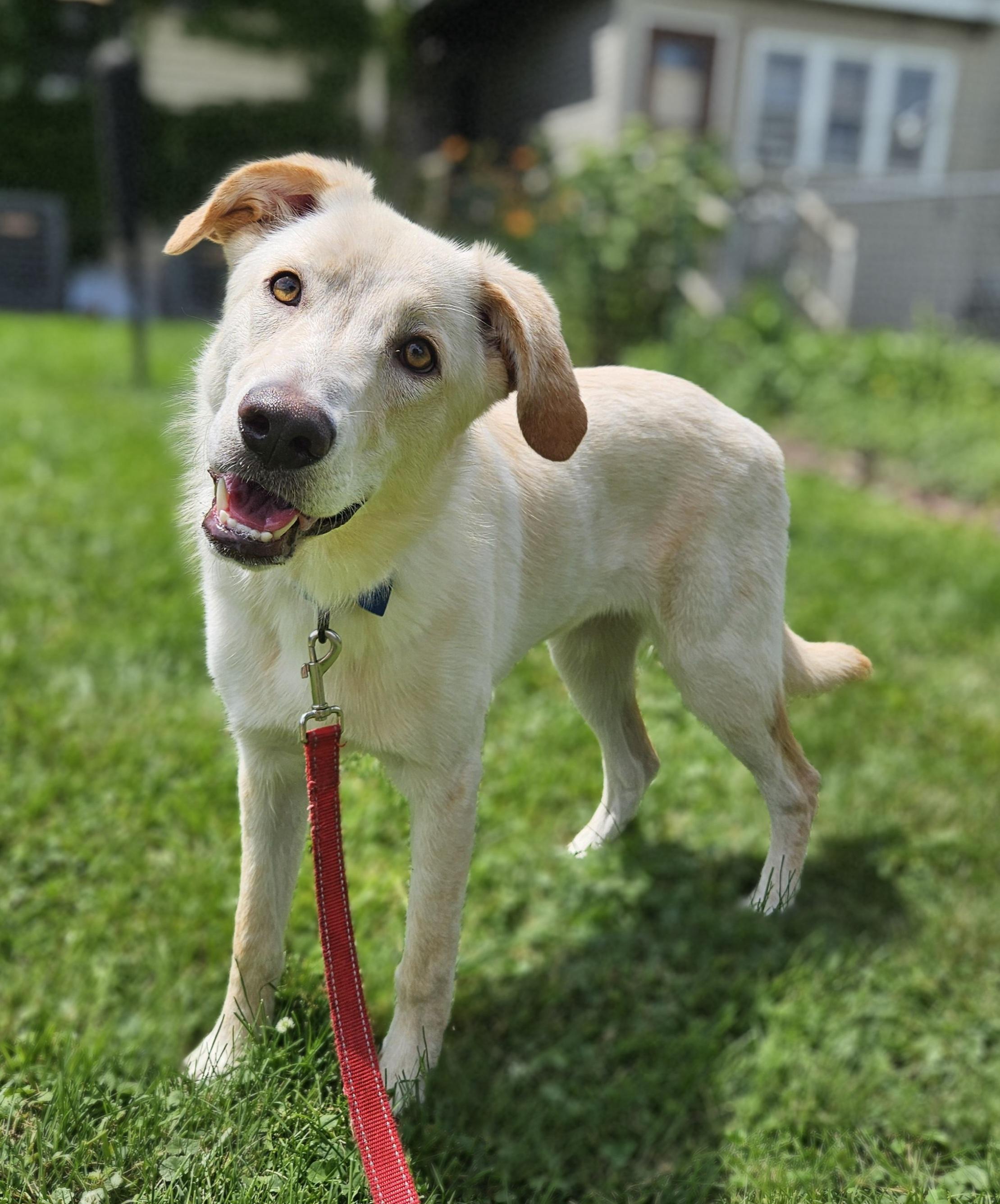 Enlarge EMBER 425, an adopted mixed breed in Milwaukee, WI image 4/6