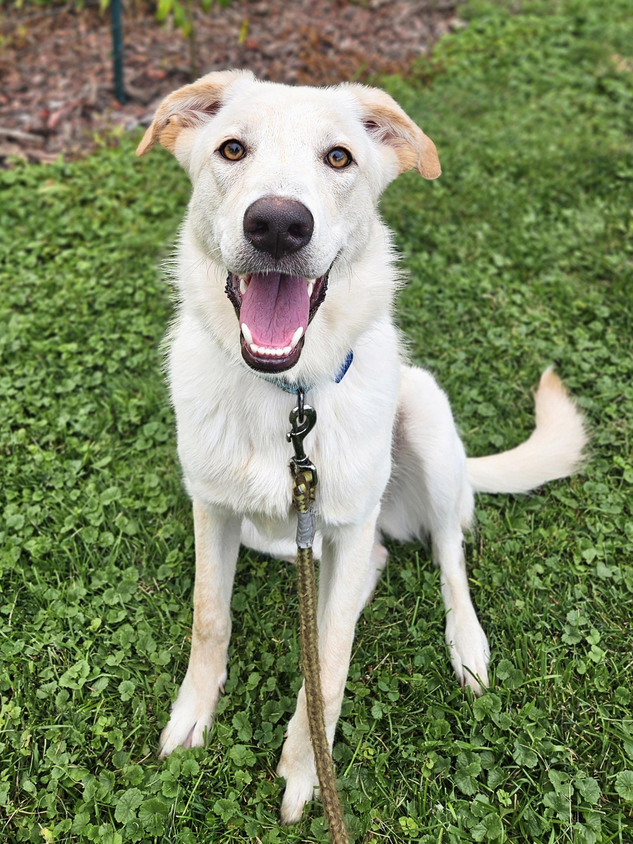 Enlarge EMBER 425, an adopted mixed breed in Milwaukee, WI image 2/6