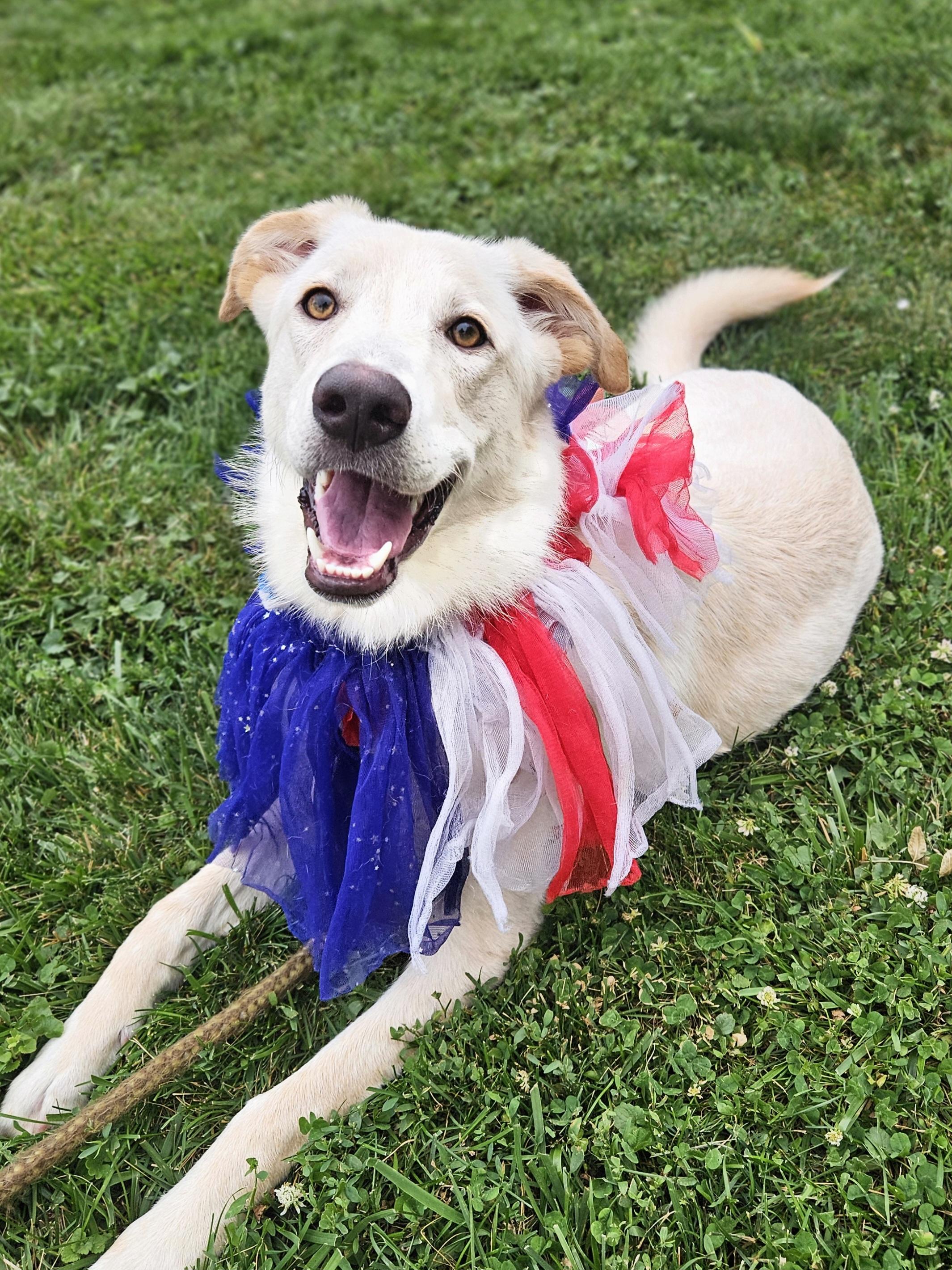 Enlarge EMBER 425, an adopted mixed breed in Milwaukee, WI image 3/6