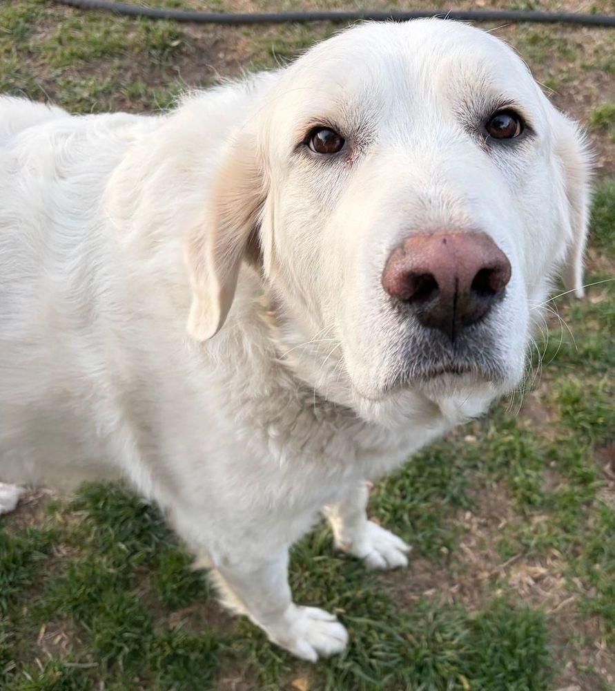 Enlarge Jack, a Adoptable Great Pyrenees in Larkspur, CO image 2/4