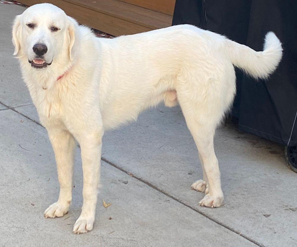 Enlarge Jack, a Adoptable Great Pyrenees in Larkspur, CO image 4/4
