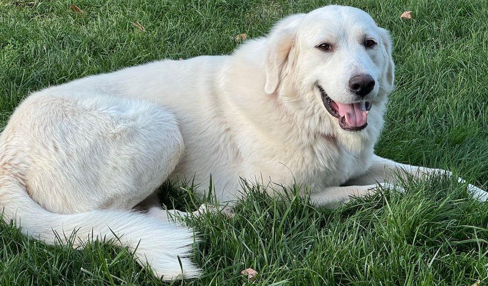 Jack, Adoptable, Adult Male Great Pyrenees.