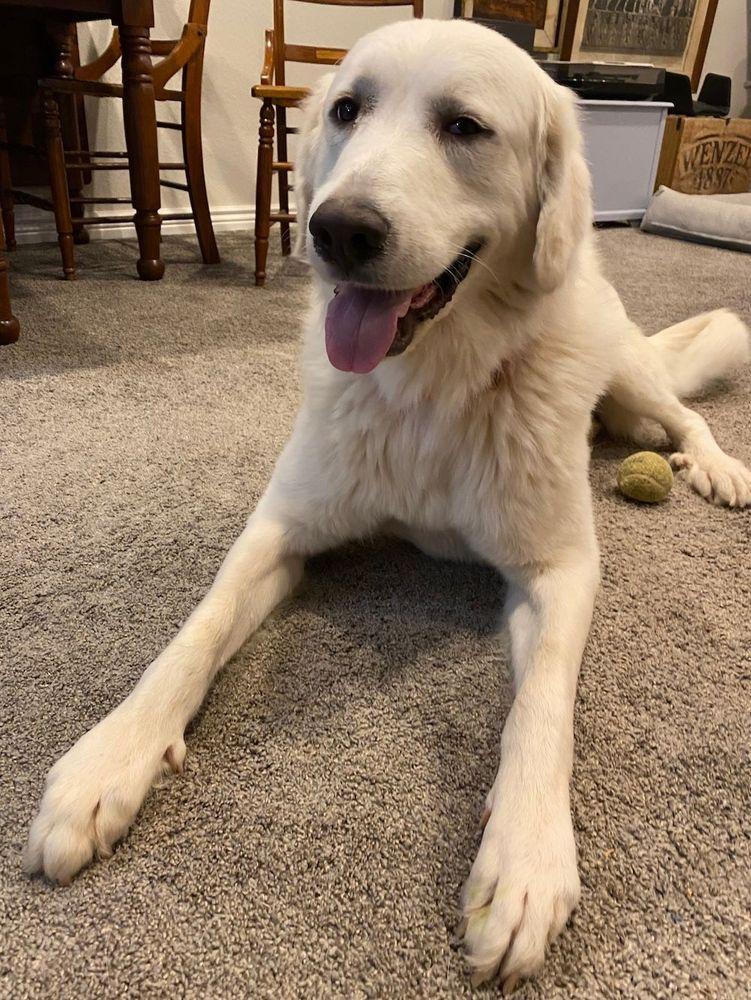 Enlarge Jack, a Adoptable Great Pyrenees in Larkspur, CO image 3/4