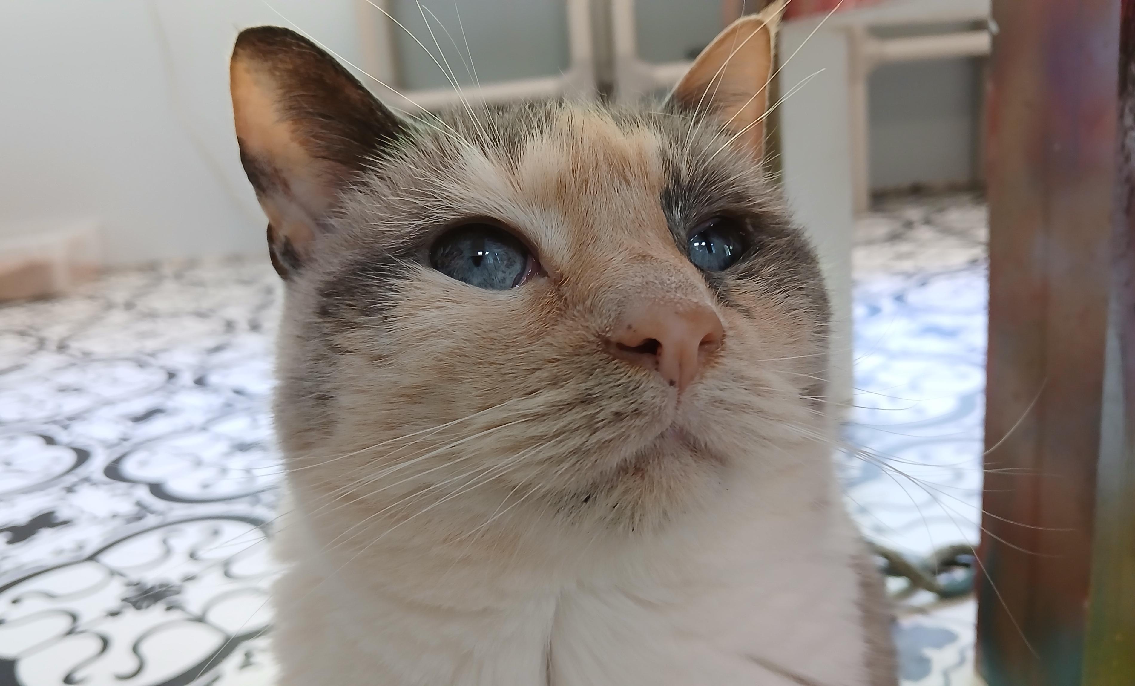 Enlarge Clairee, a ADOPTABLE Domestic Short Hair in Cullowhee, NC image 1/6