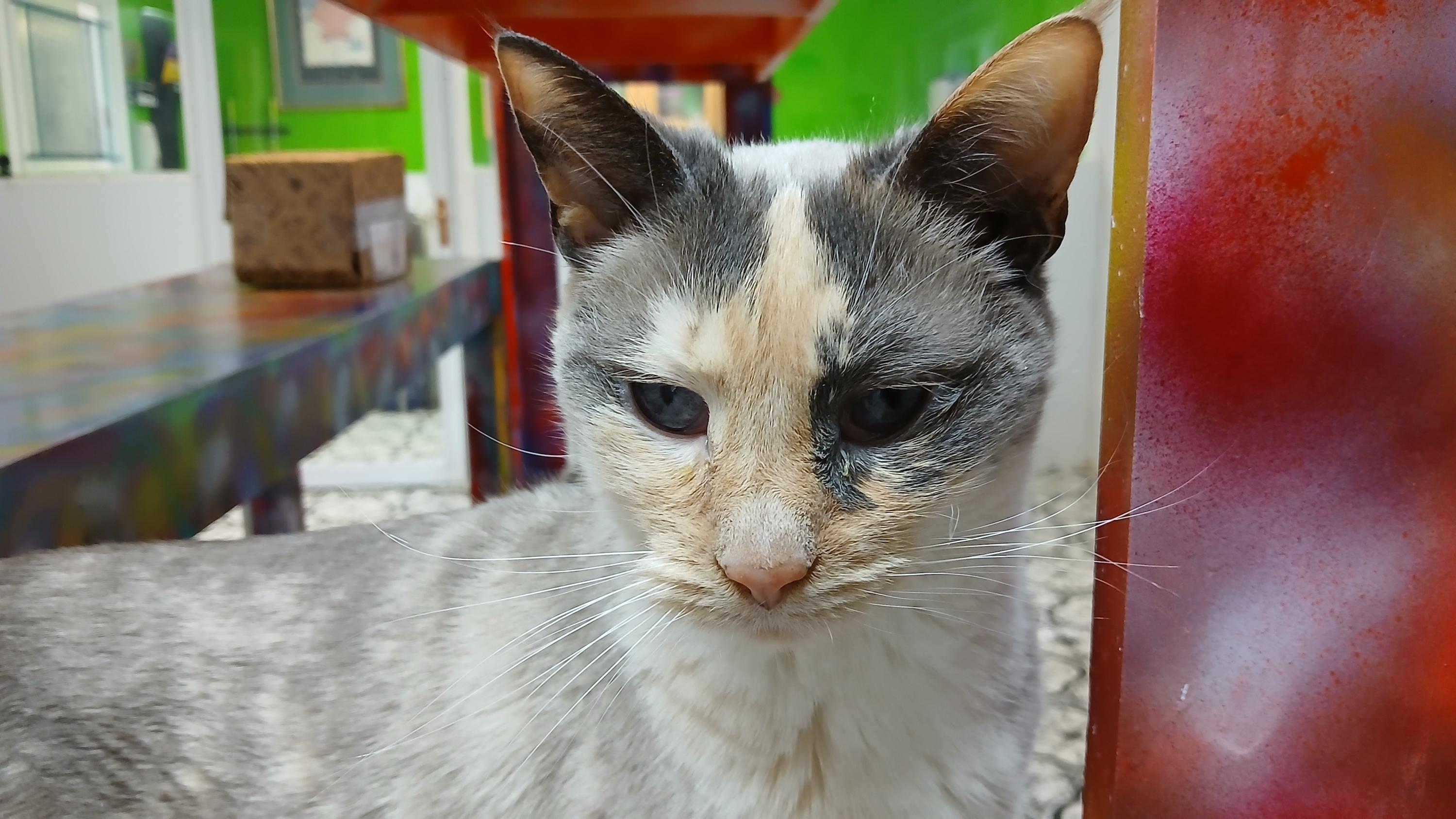 Enlarge Clairee, a ADOPTABLE Domestic Short Hair in Cullowhee, NC image 3/6