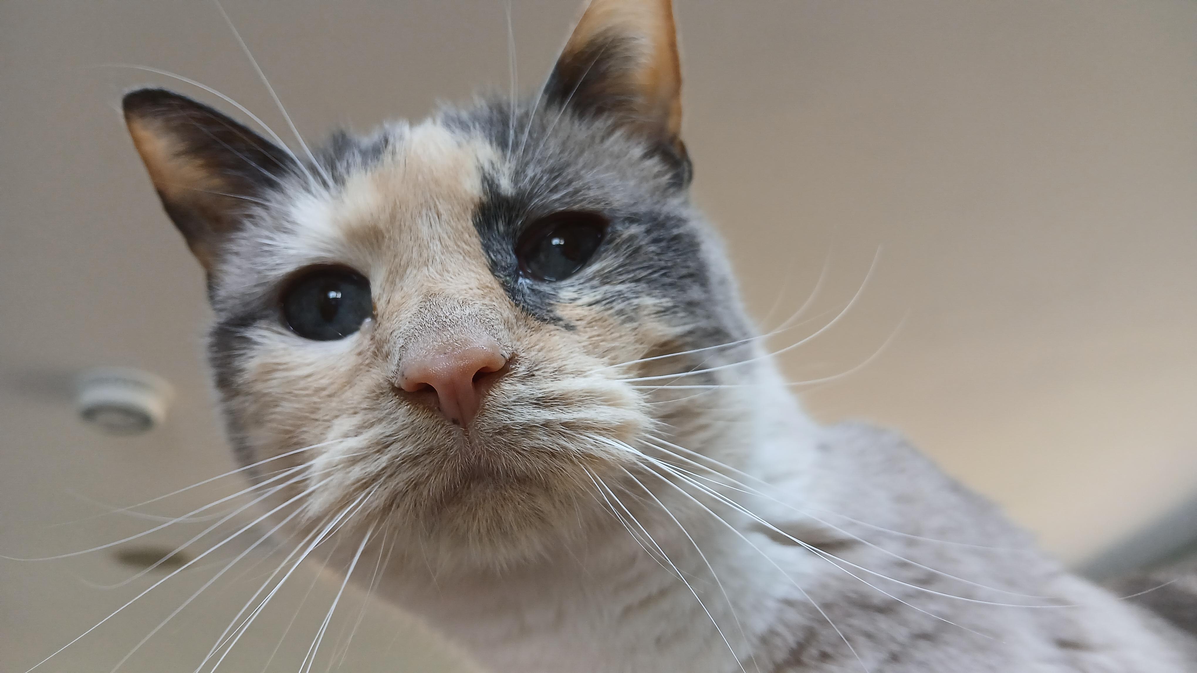 Enlarge Clairee, a ADOPTABLE Domestic Short Hair in Cullowhee, NC image 4/6