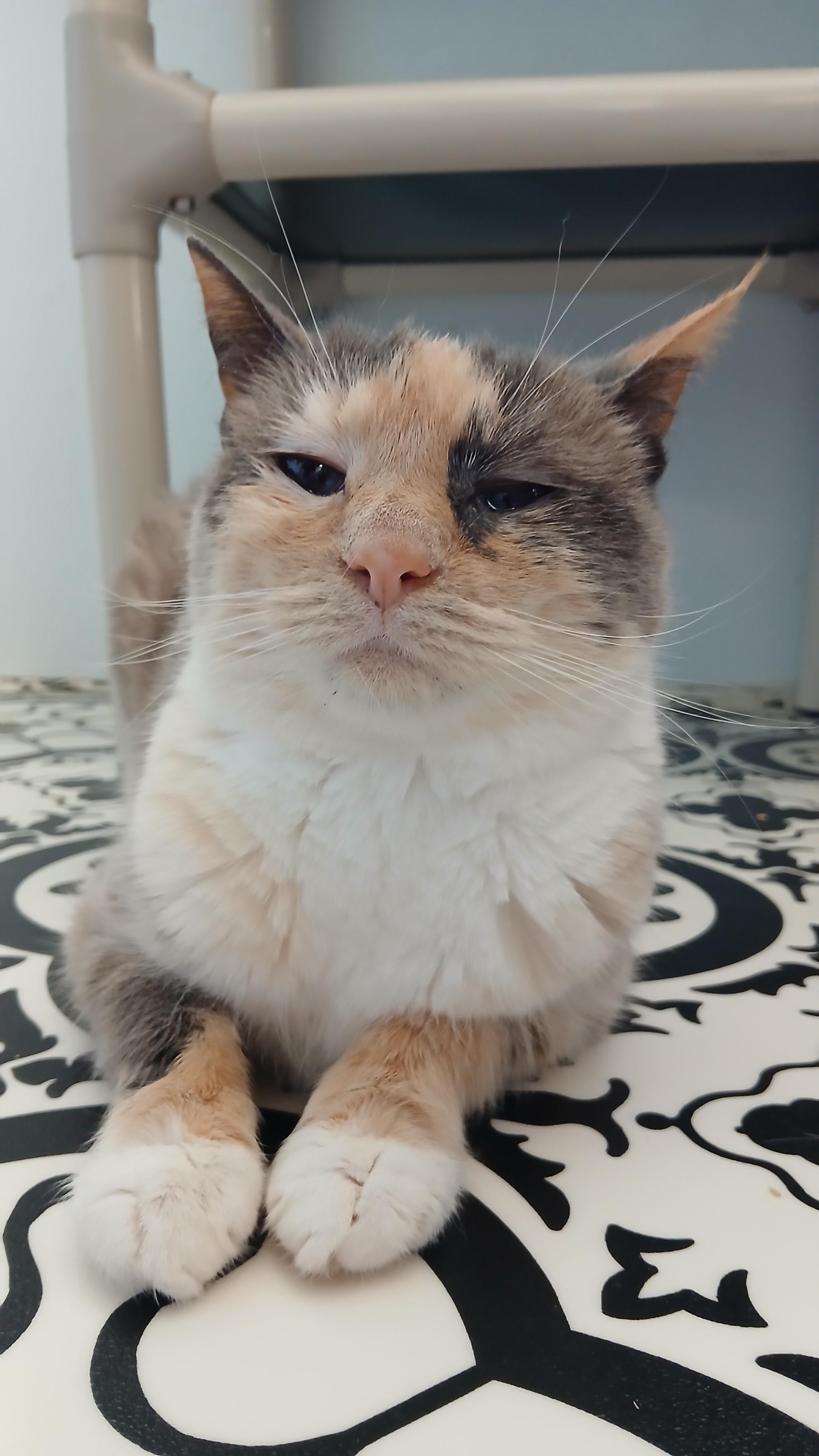 Enlarge Clairee, a ADOPTABLE Domestic Short Hair in Cullowhee, NC image 6/6
