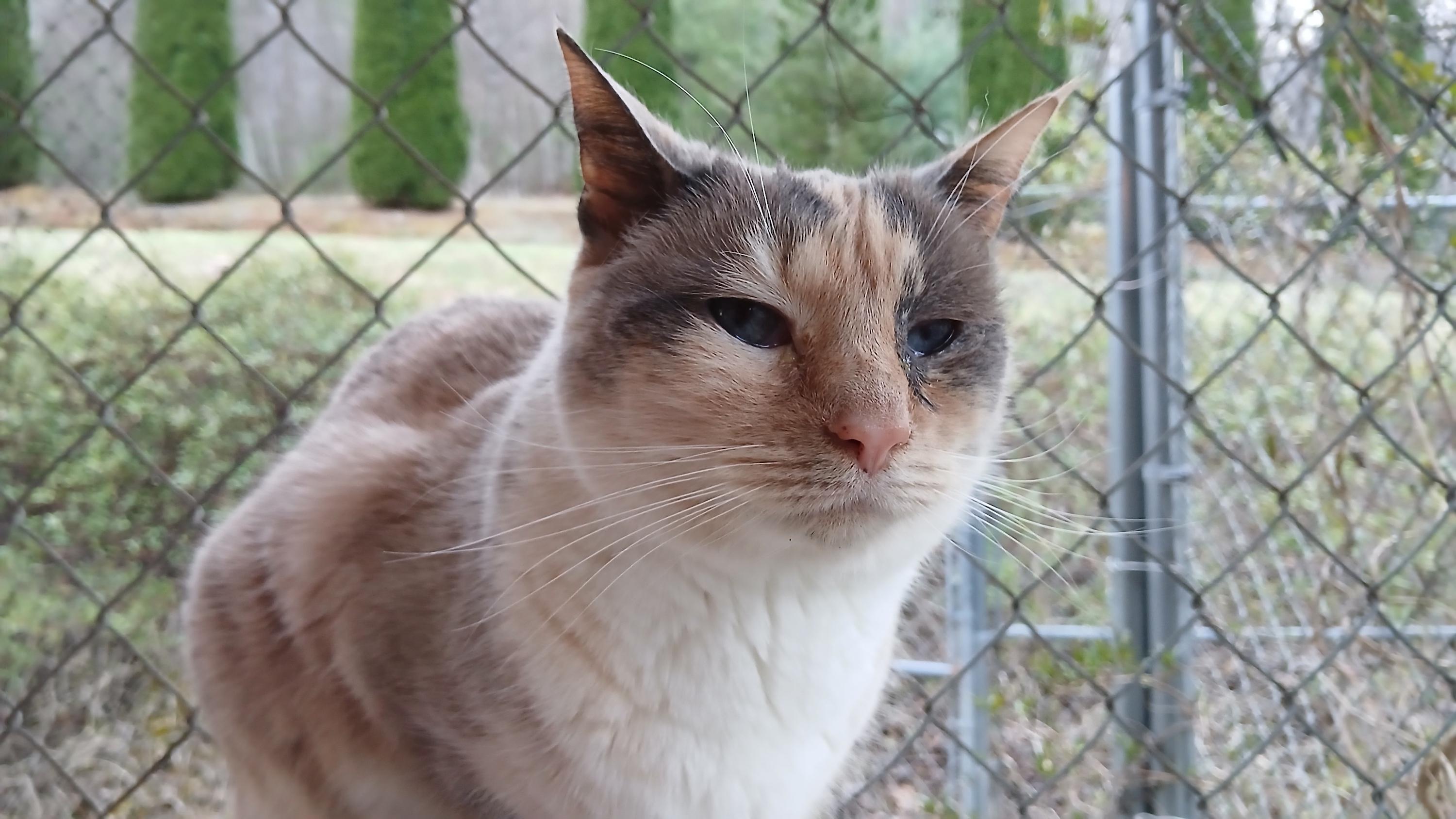 Enlarge Clairee, a ADOPTABLE Domestic Short Hair in Cullowhee, NC image 1/6