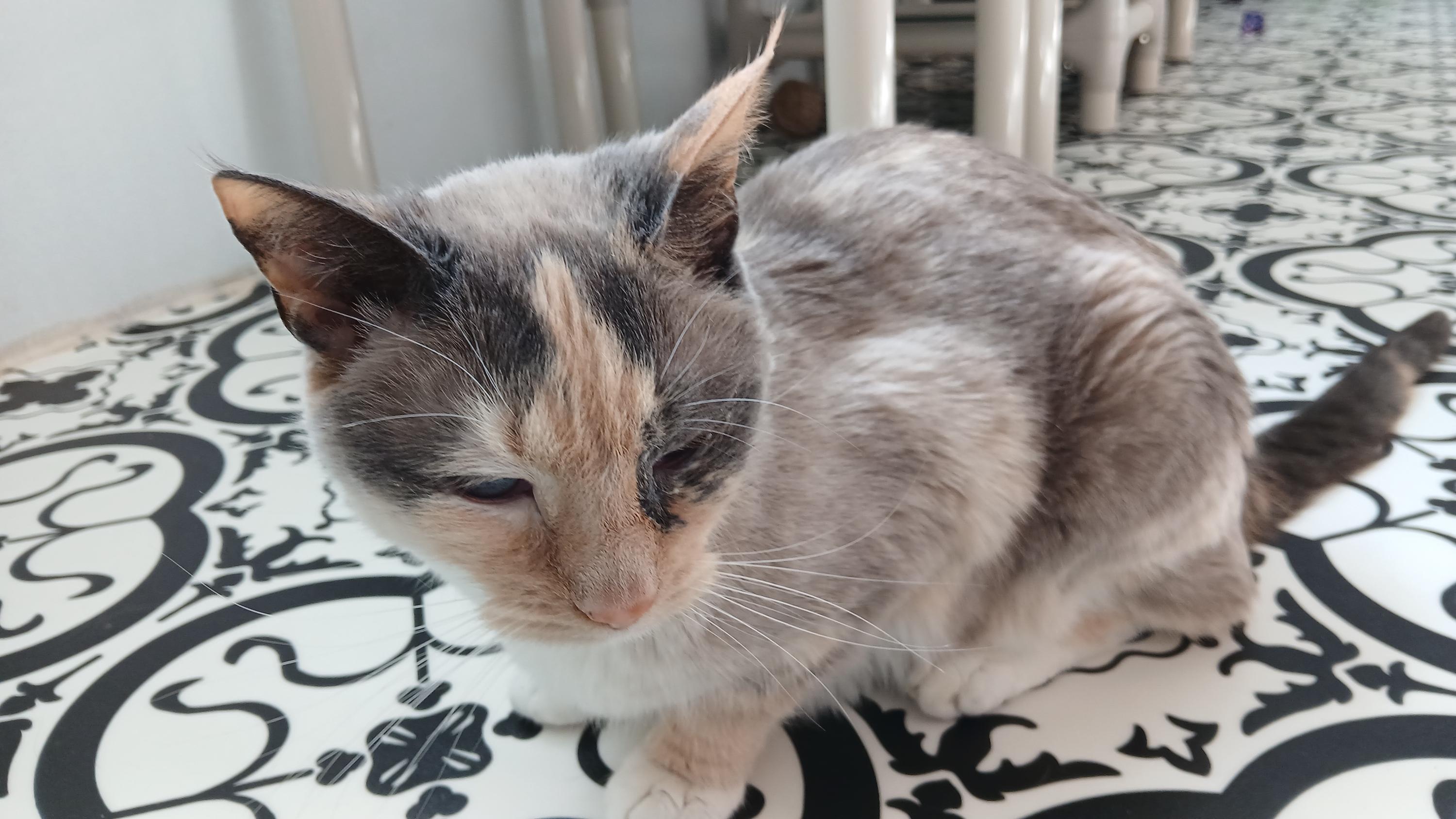 Enlarge Clairee, a ADOPTABLE Domestic Short Hair in Cullowhee, NC image 6/6