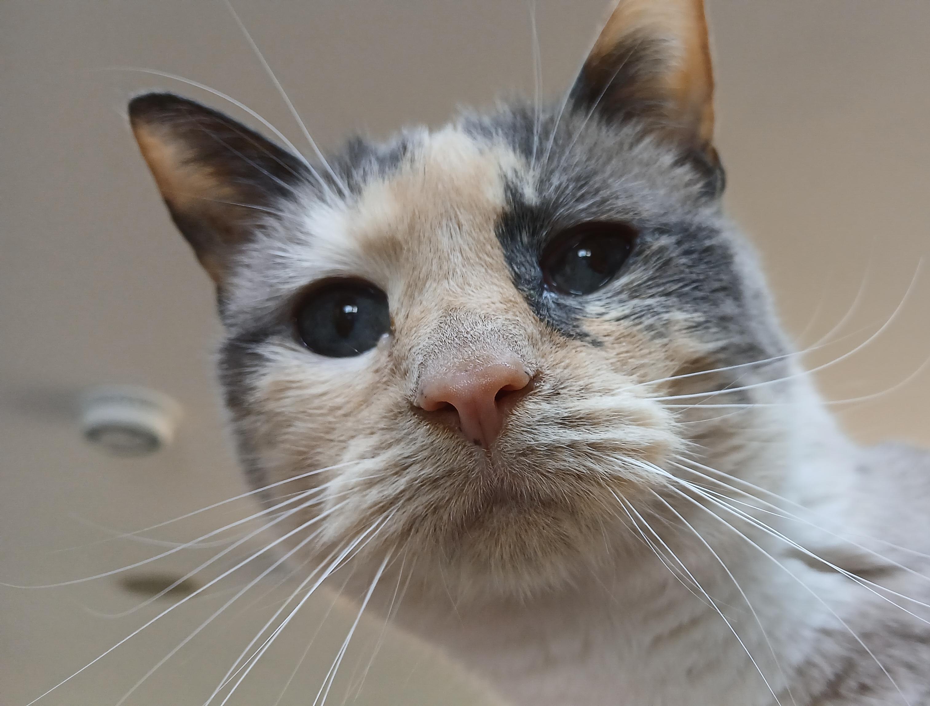 Enlarge Clairee, a ADOPTABLE Domestic Short Hair in Cullowhee, NC image 1/6