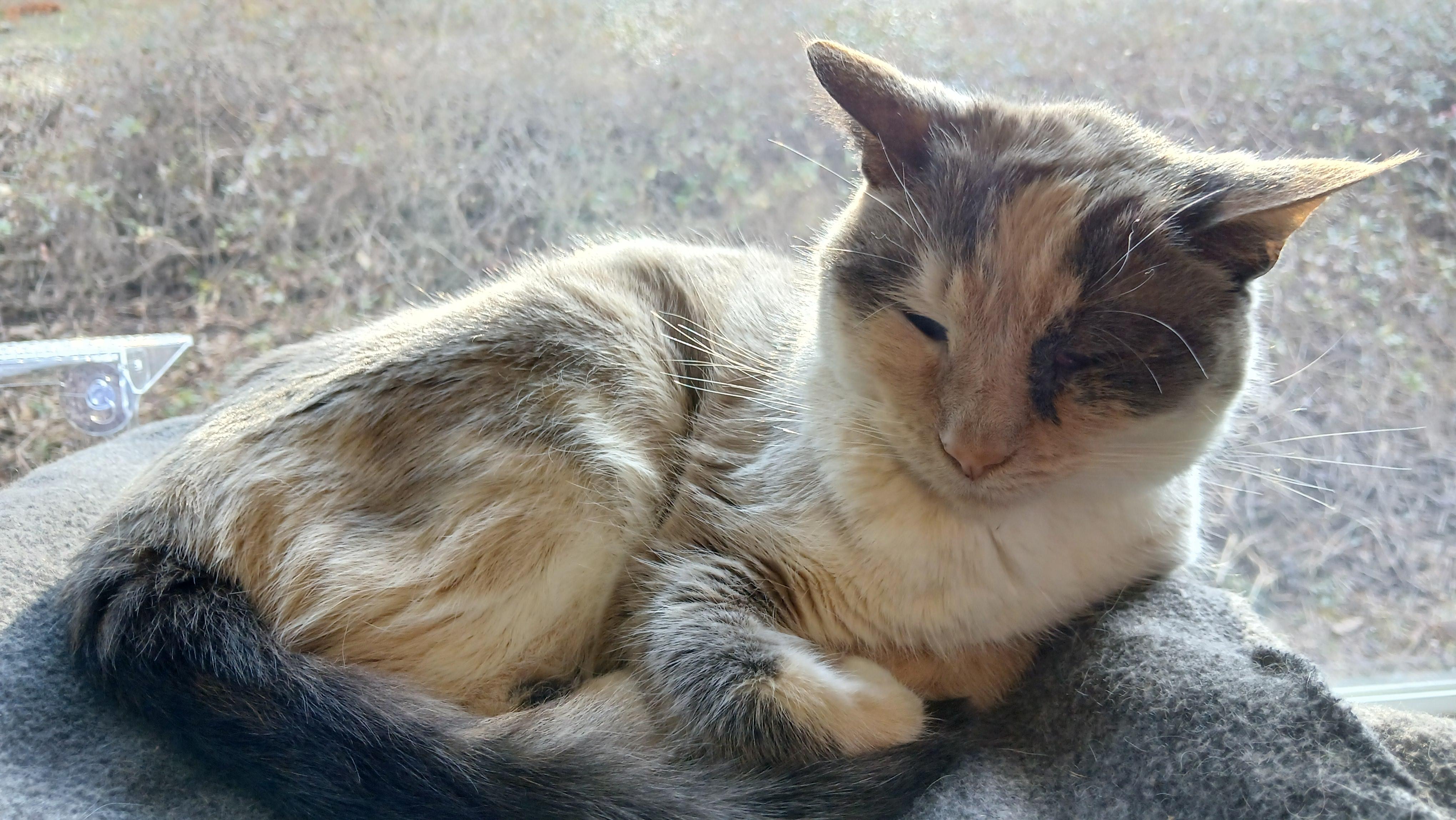 Enlarge Clairee, a ADOPTABLE Domestic Short Hair in Cullowhee, NC image 5/6