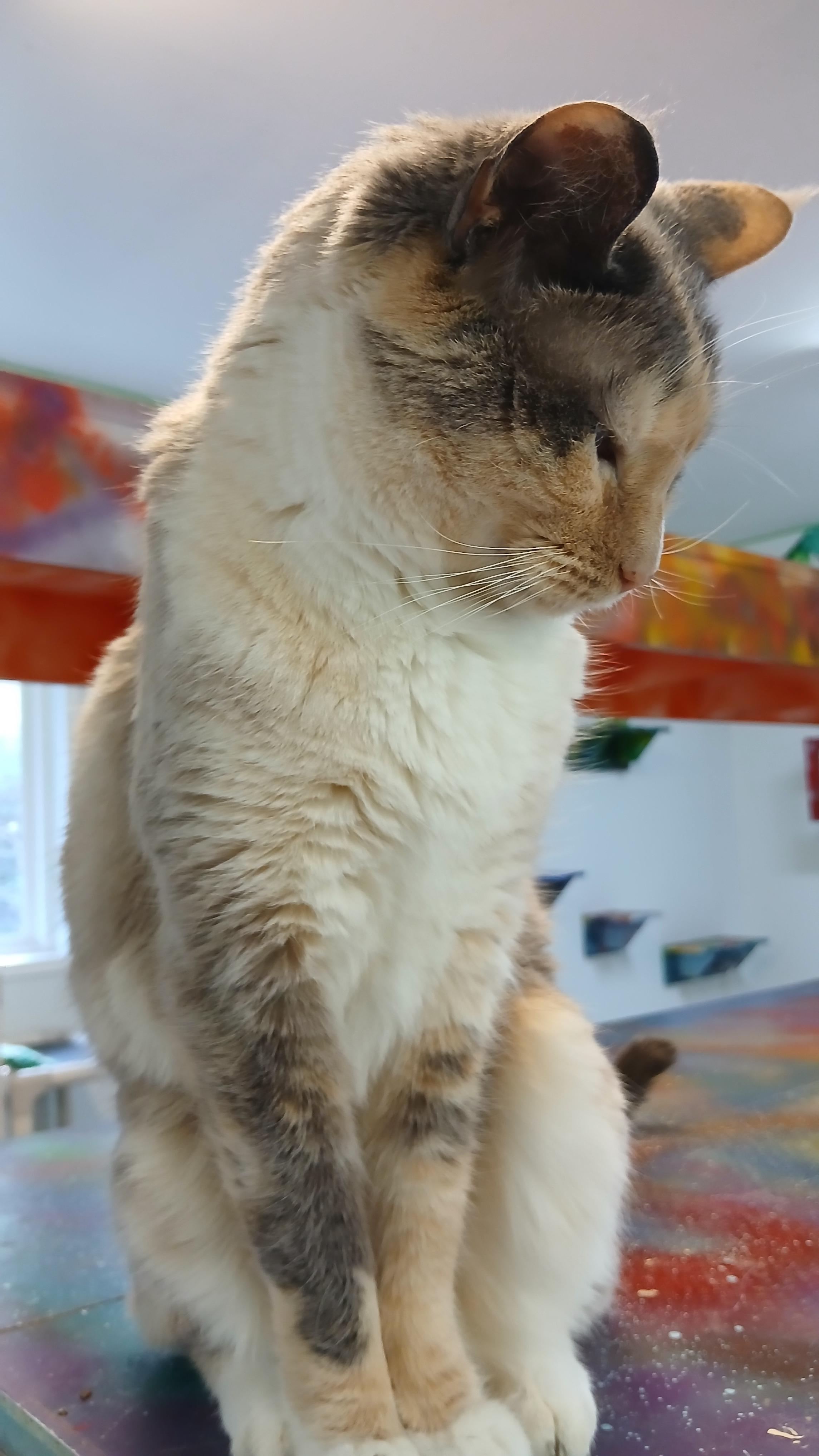 Enlarge Clairee, a ADOPTABLE Domestic Short Hair in Cullowhee, NC image 3/6