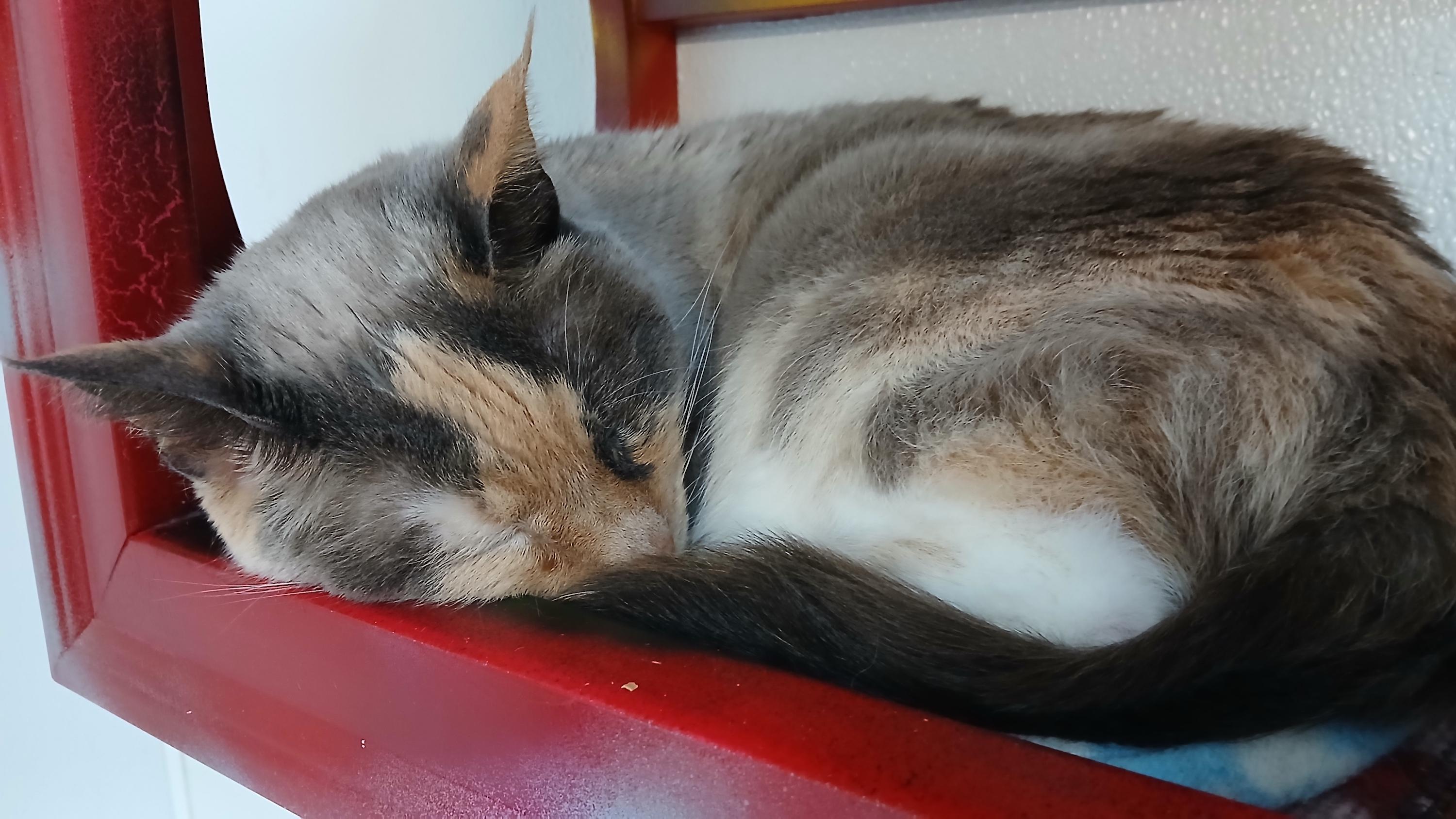 Enlarge Clairee, a ADOPTABLE Domestic Short Hair in Cullowhee, NC image 5/6