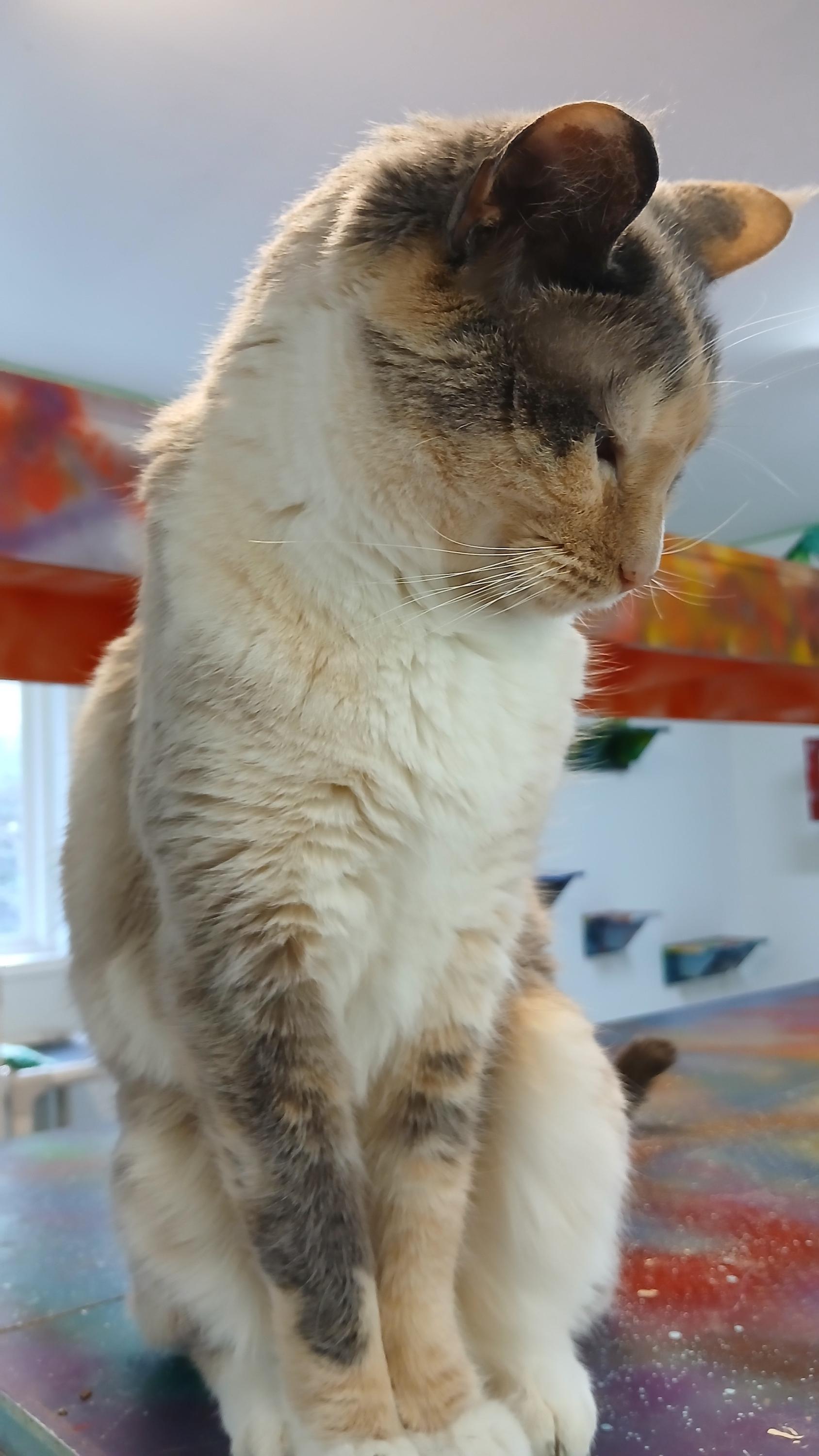 Enlarge Clairee, a ADOPTABLE Domestic Short Hair in Cullowhee, NC image 4/6