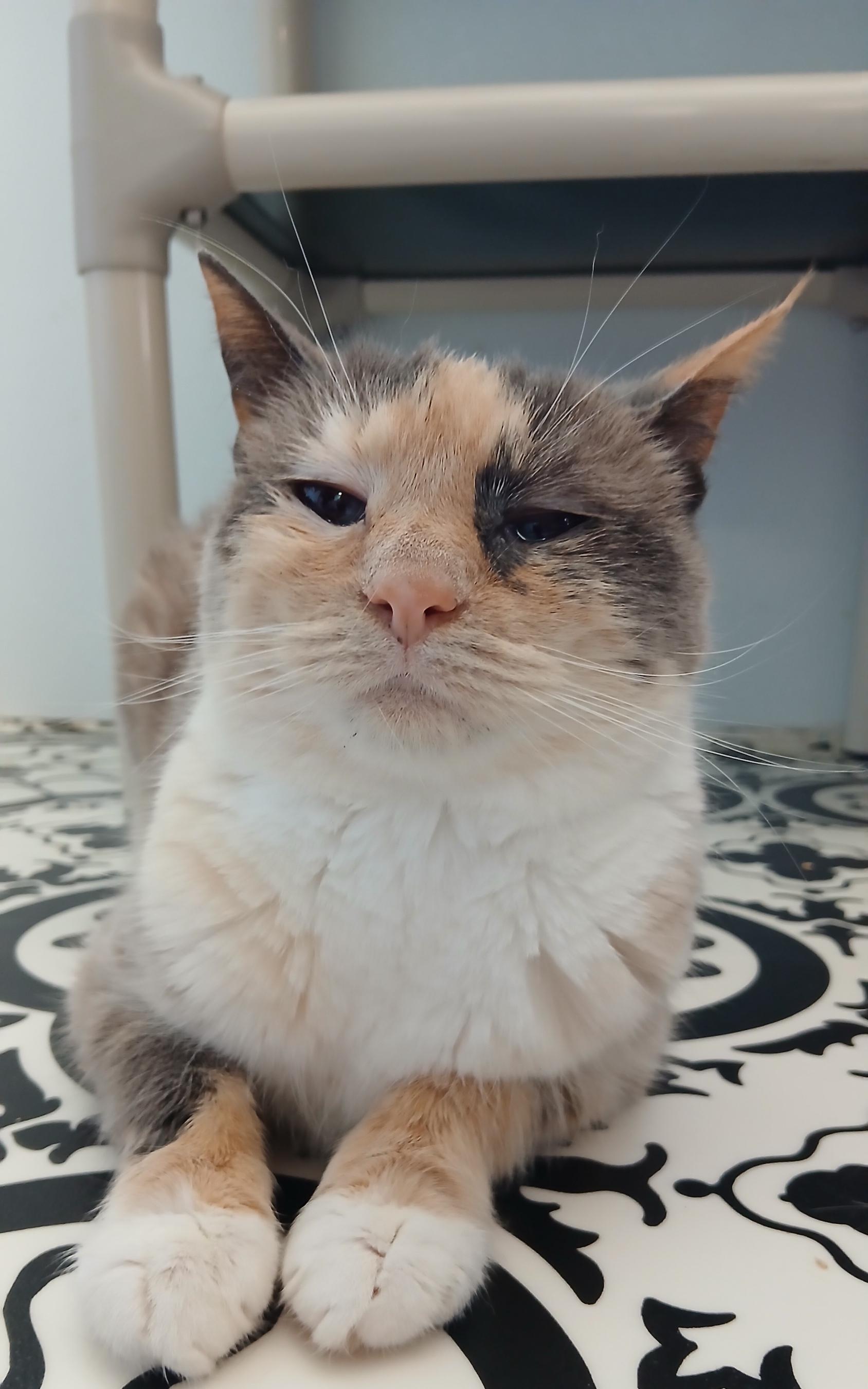 Enlarge Clairee, a ADOPTABLE Domestic Short Hair in Cullowhee, NC image 4/6