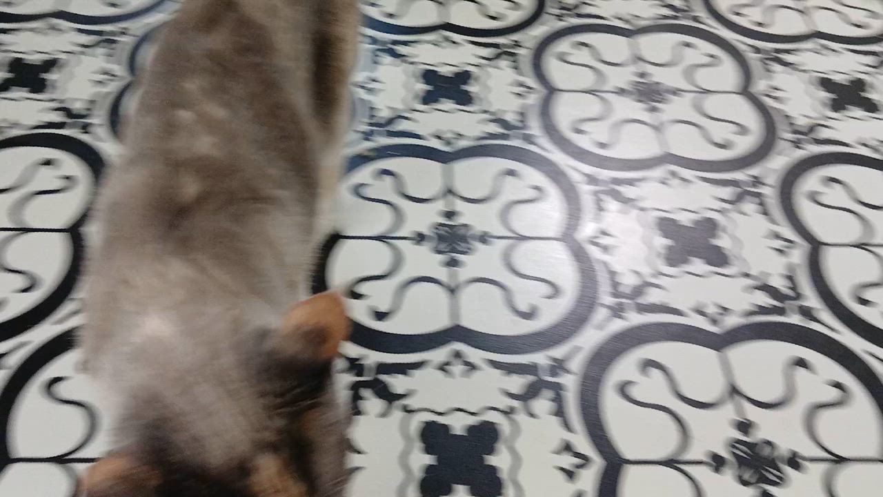 Enlarge Clairee, a ADOPTABLE Domestic Short Hair in Cullowhee, NC video 2/6