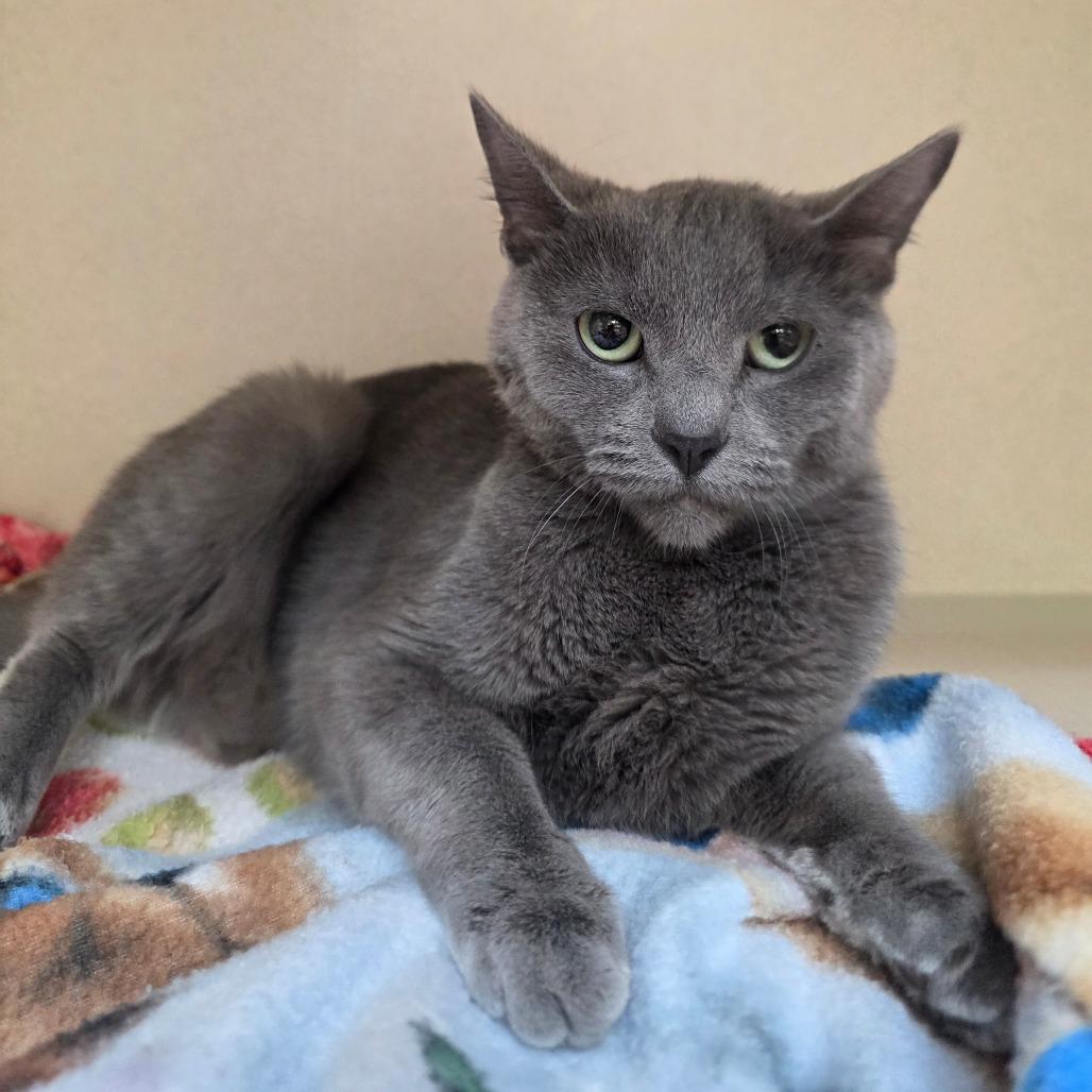 Enlarge Blue, a Adoptable Domestic Short Hair in Great Falls, MT image 2/2