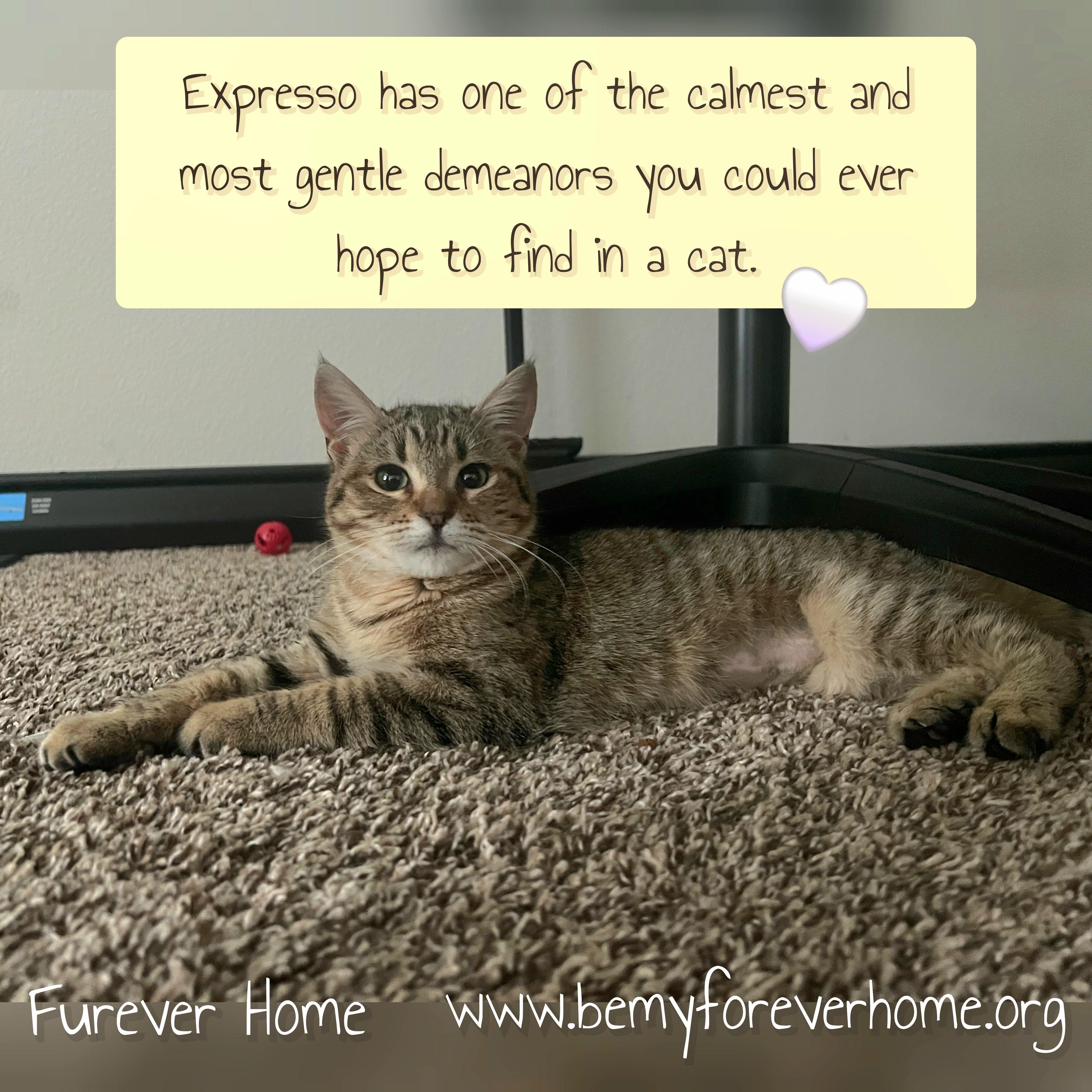 Expresso — thumbnail 2