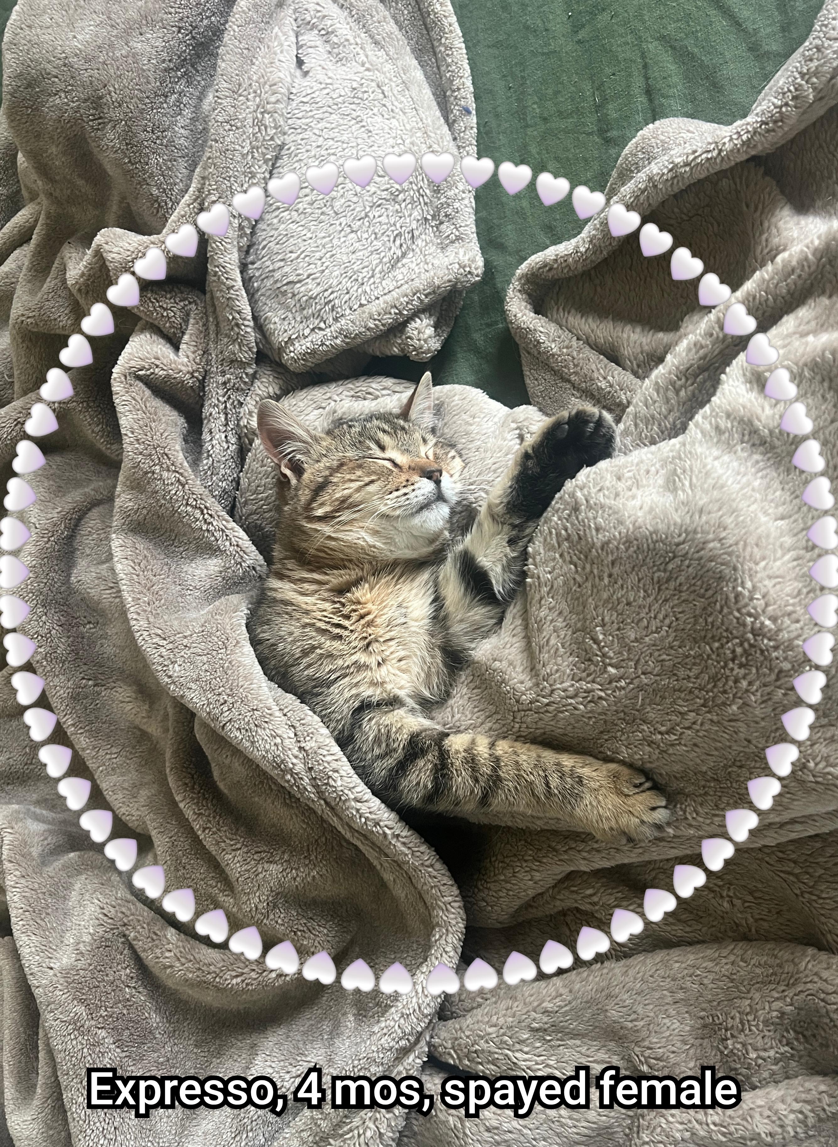 Expresso — thumbnail 3