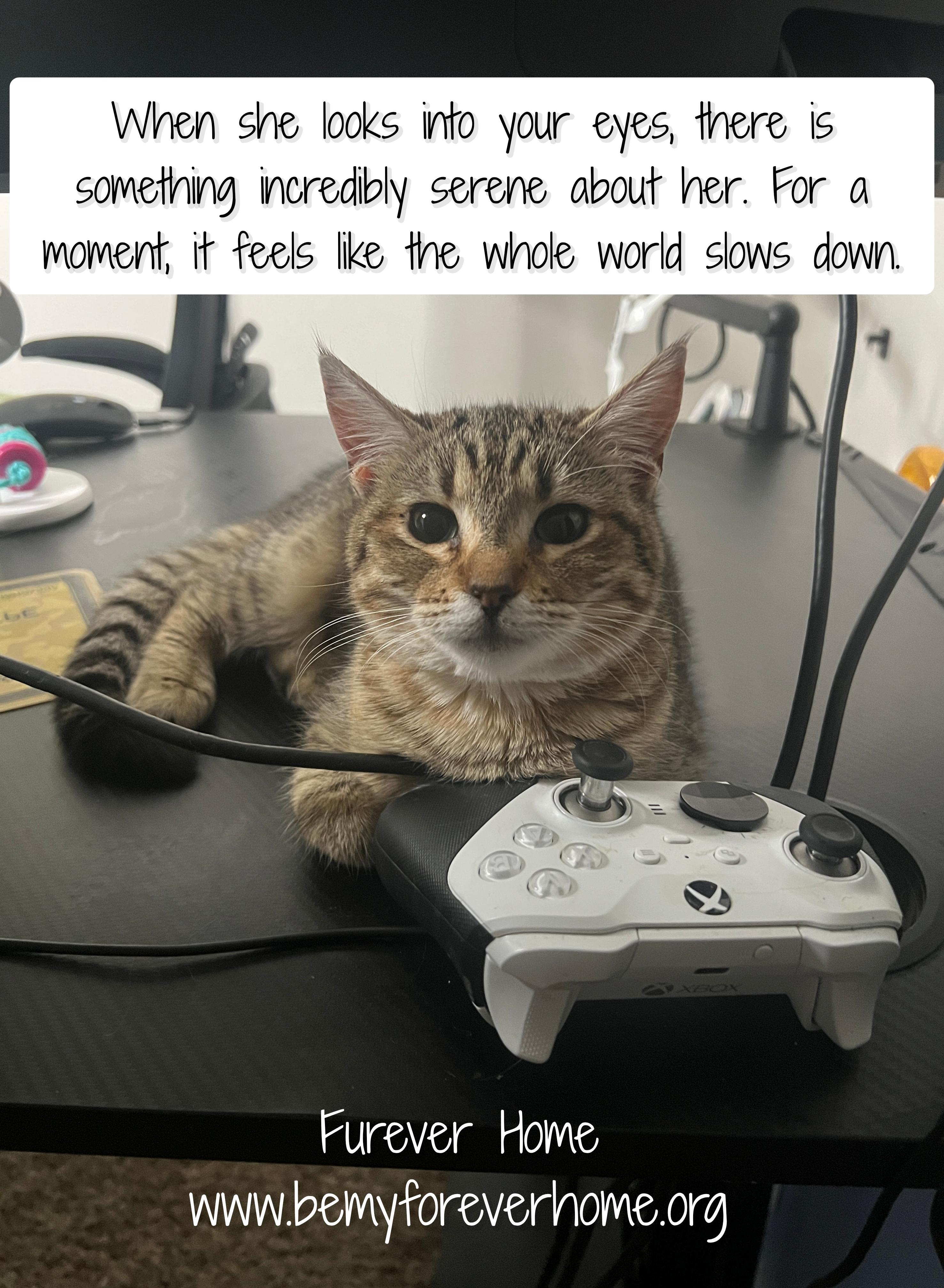 Expresso — thumbnail 4