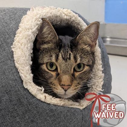 Mr Banks, Adoptable, Adult Male Domestic Short Hair & Domestic Short Hair.