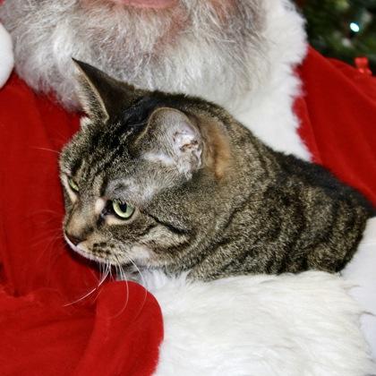 Enlarge Mr Banks, a Adoptable Domestic Short Hair in Largo, FL image 2/3