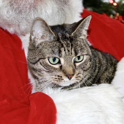 Enlarge Mr Banks, a Adoptable Domestic Short Hair in Largo, FL image 3/3