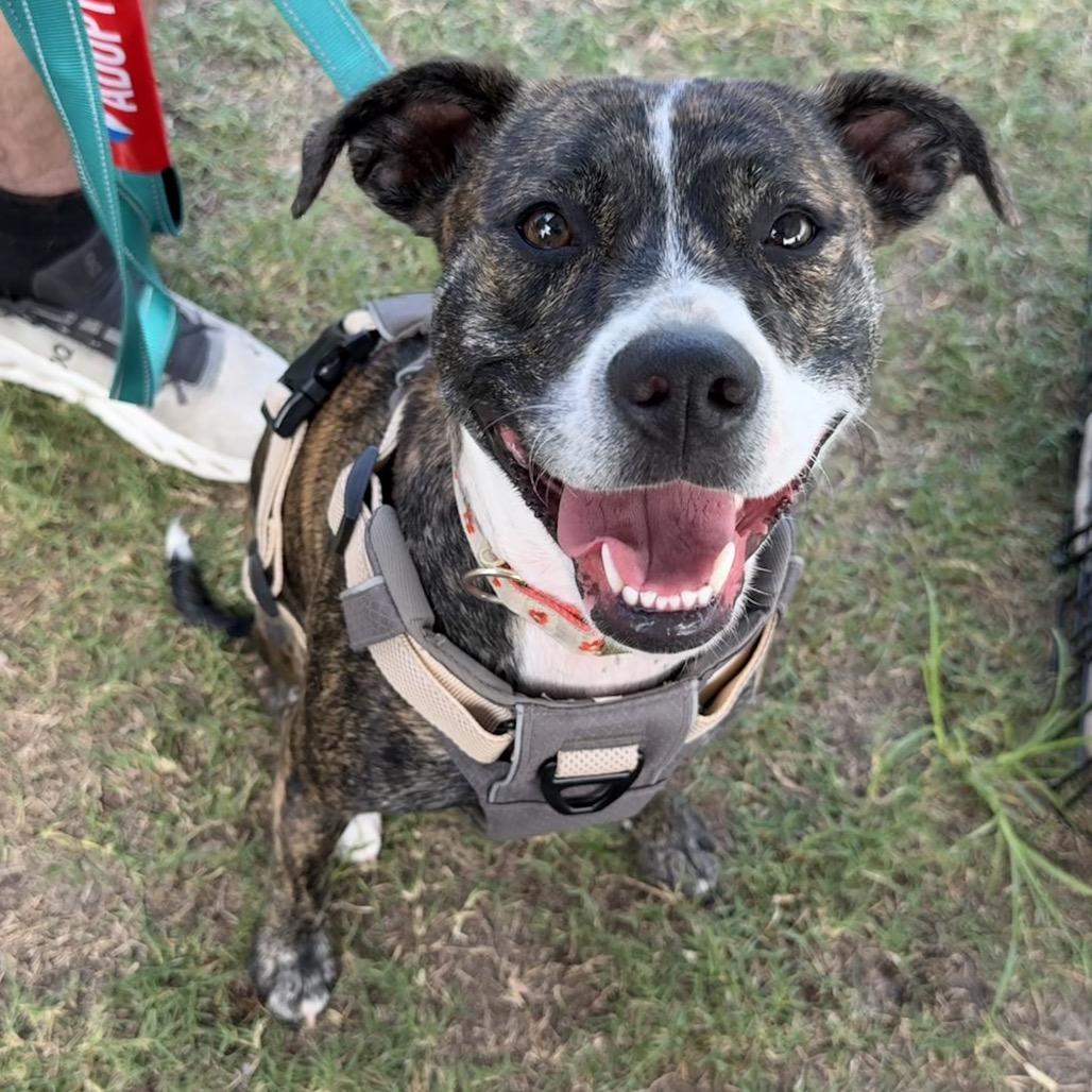 Indy, Adoptable, Adult Female Mixed Breed.