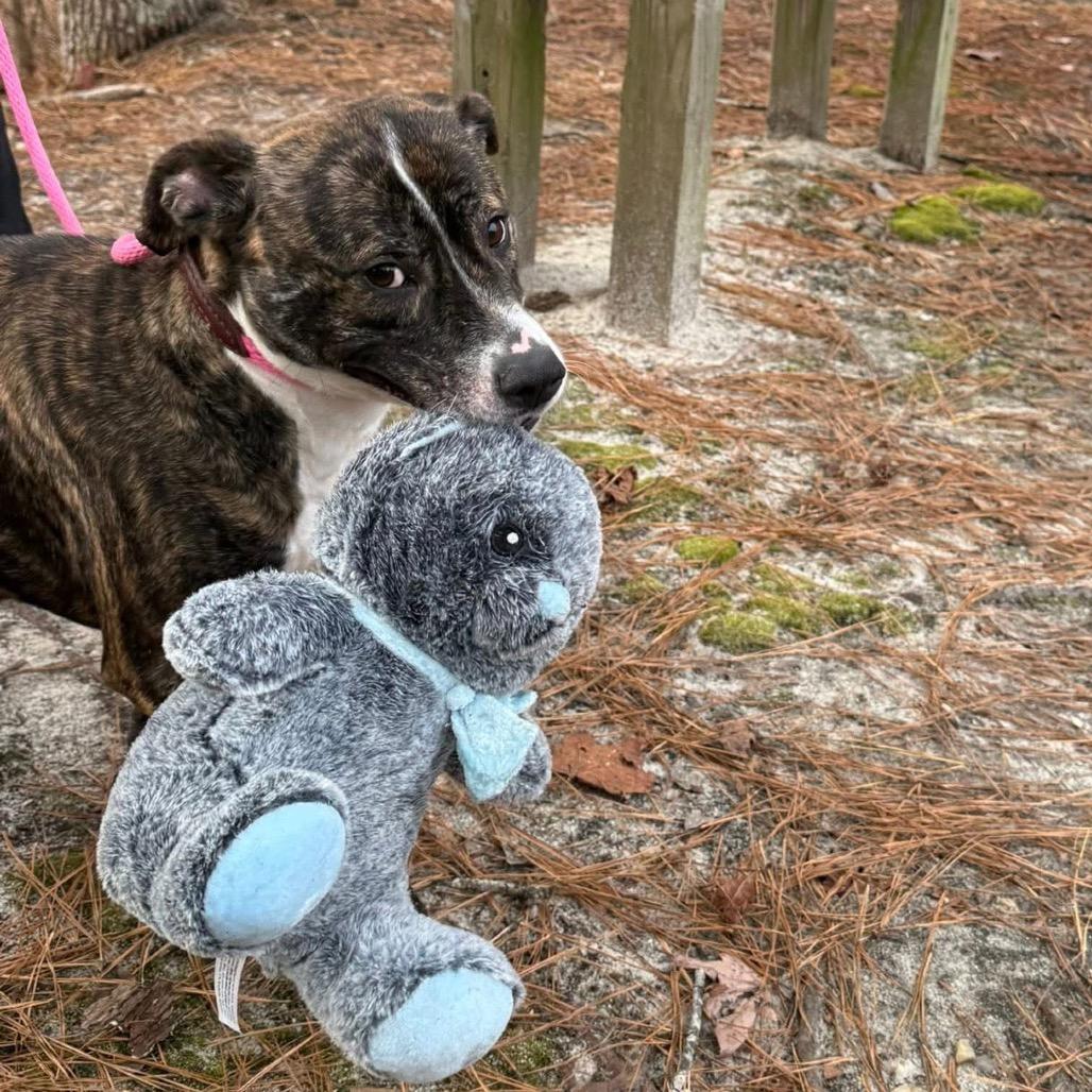 Enlarge Indy, a Adoptable Mixed Breed in Aberdeen, NC image 2/6