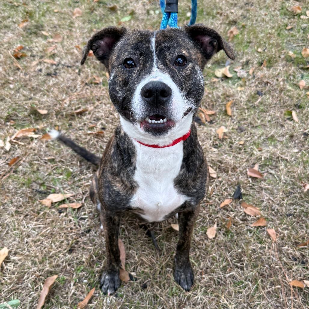 Enlarge Indy, a Adoptable Mixed Breed in Aberdeen, NC image 3/6