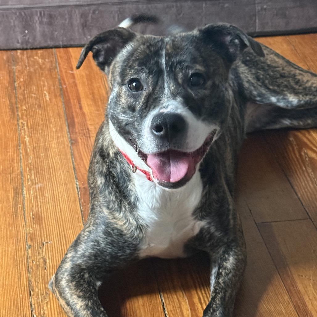 Enlarge Indy, a Adoptable Mixed Breed in Aberdeen, NC image 4/6