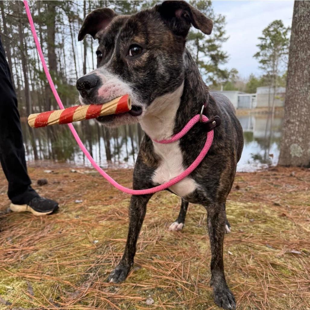 Enlarge Indy, a Adoptable Mixed Breed in Aberdeen, NC image 5/6
