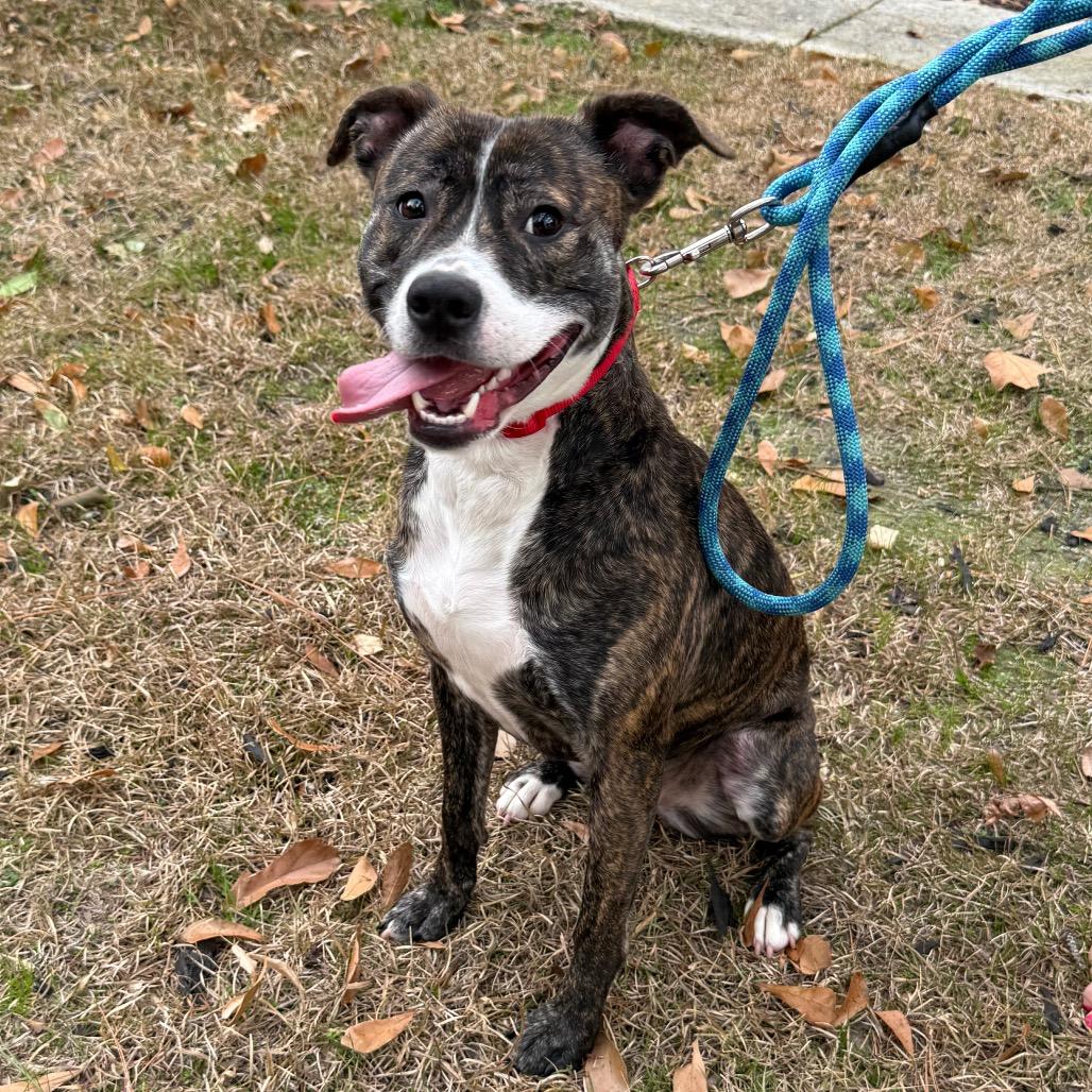 Enlarge Indy, a Adoptable Mixed Breed in Aberdeen, NC image 6/6