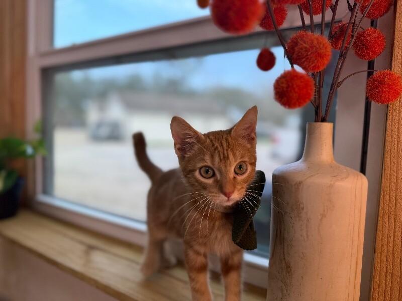 Groot Guardians — thumbnail 2